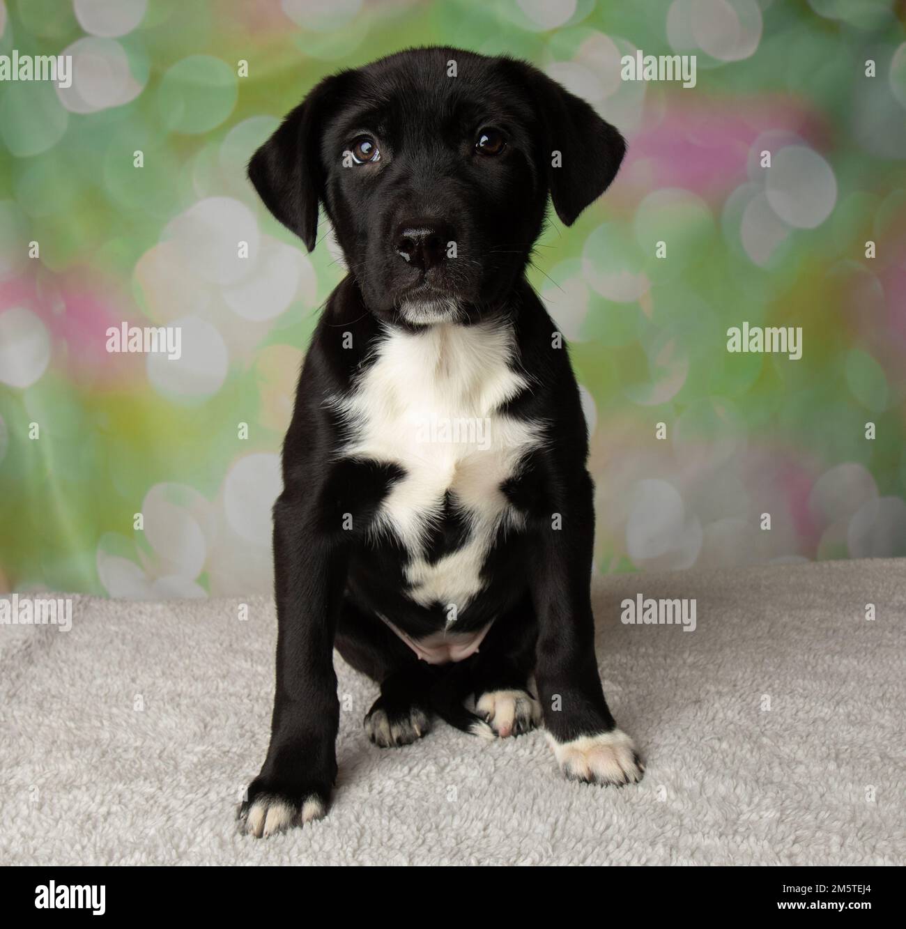 cucciolo carino bianco e nero in misto mastiff da laboratorio seduto Foto Stock
