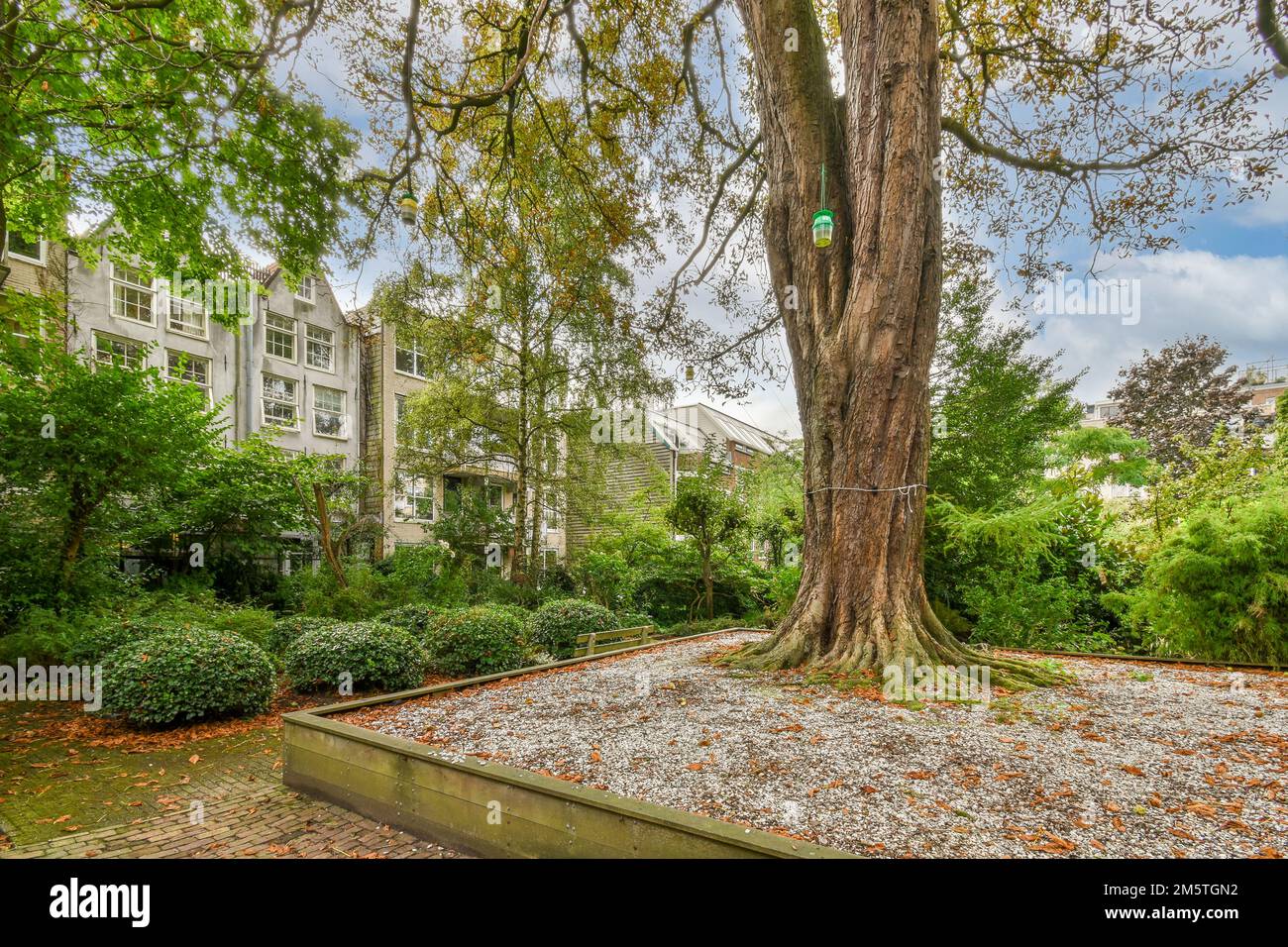 un albero nel mezzo di una zona residenziale con molte foglie sul terreno e alcuni edifici dietro di esso Foto Stock