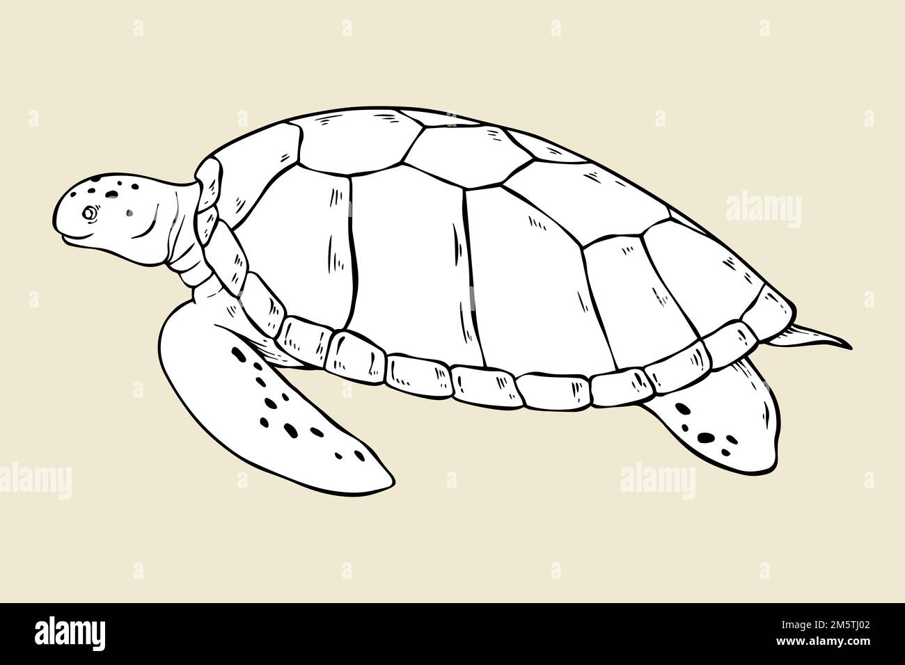 Vettore tartaruga vintage nero e bianco clipart Illustrazione Vettoriale