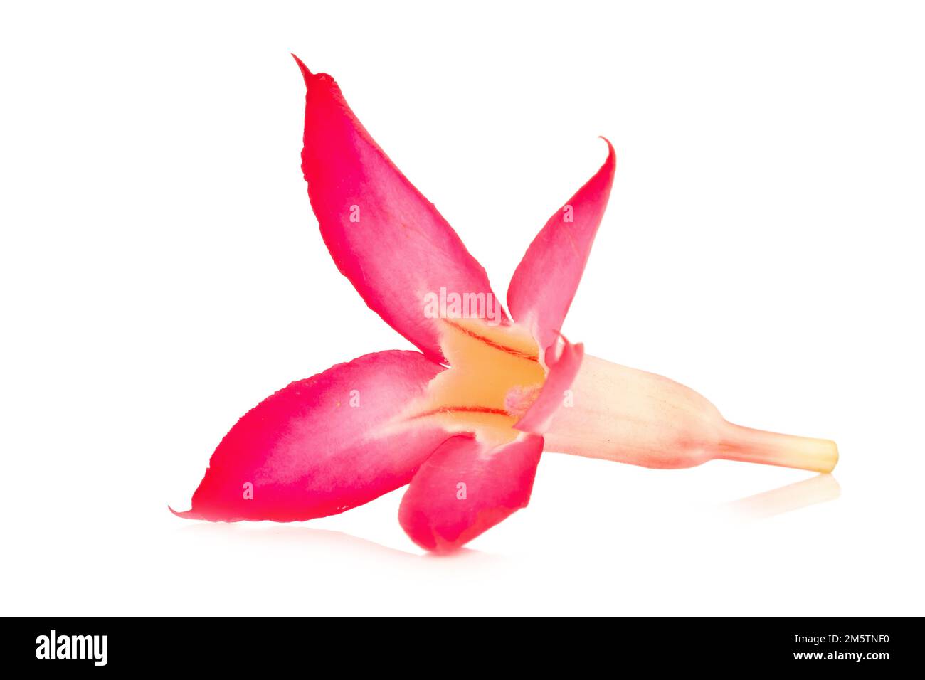 fiore deserto rosa rosa rosa rosa rosa bigononia rosa isolato su sfondo bianco. Foto Stock