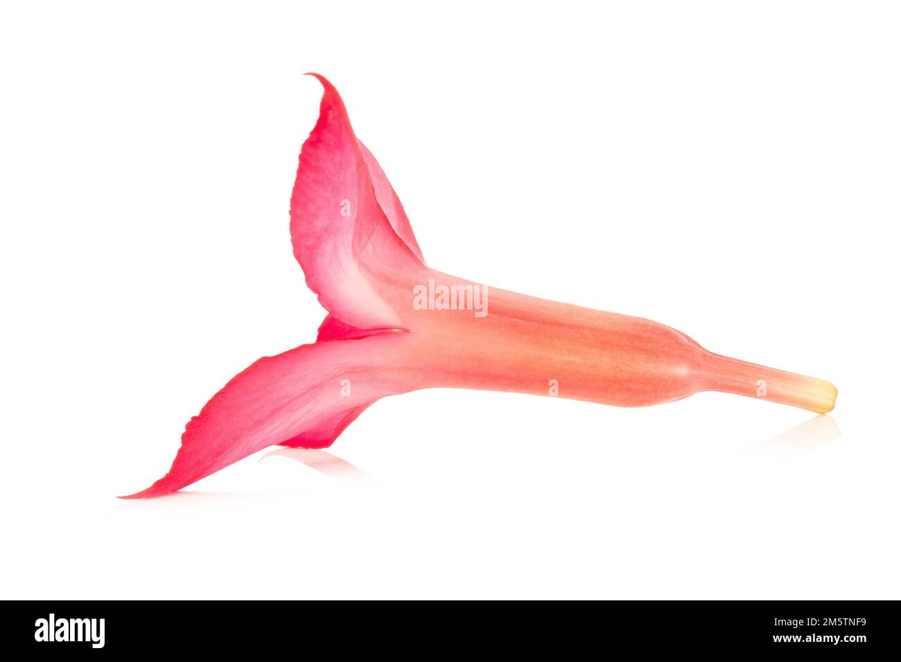 fiore deserto rosa rosa rosa rosa rosa bigononia rosa isolato su sfondo bianco. Foto Stock