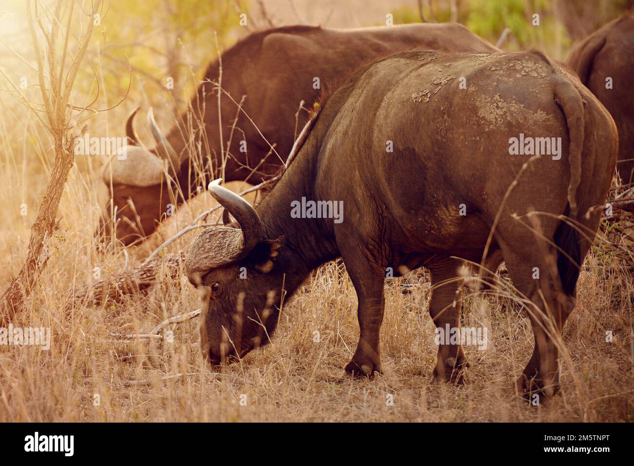 Theres sicurezza nella mandria. una mandria di bufali in libertà. Foto Stock