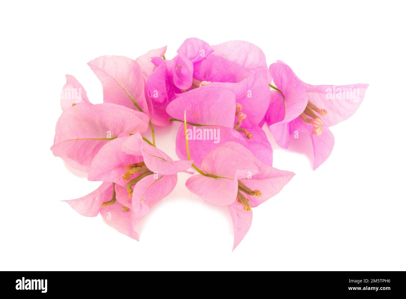 Bougainvillea isolato su sfondo bianco. Foto Stock