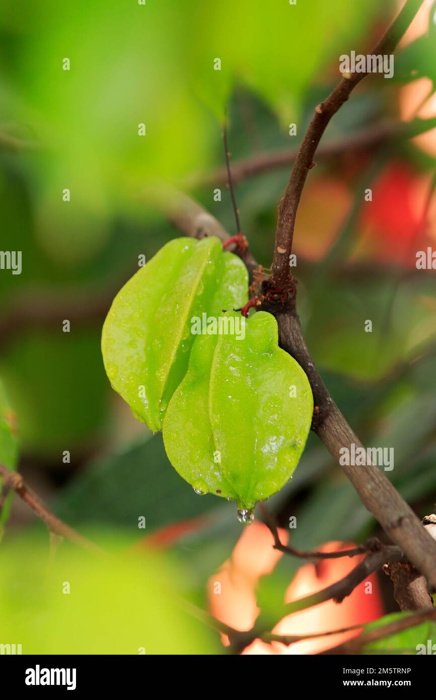 Un piccolo albero tropicale che cresce lentamente. Dal sud-est asiatico Un frutto tropicale, la carne è 5-punta, stella-come, giallo-arancio, attraente e aromatizzato Foto Stock