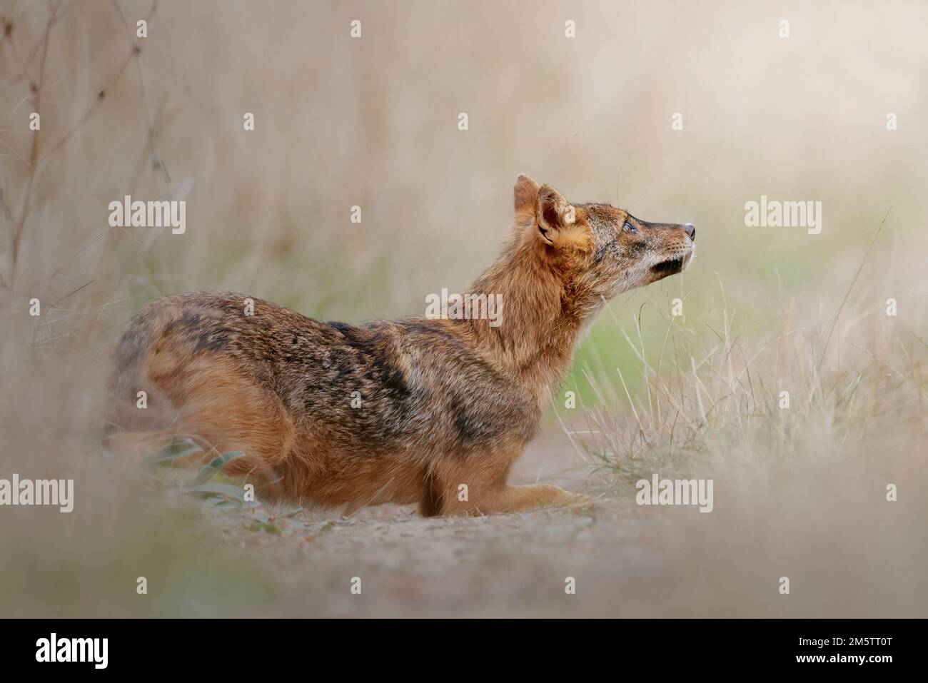 Uno sciacalbo d'oro appoggiato a terra tra erba gialla secca e fondo sfocato Foto Stock