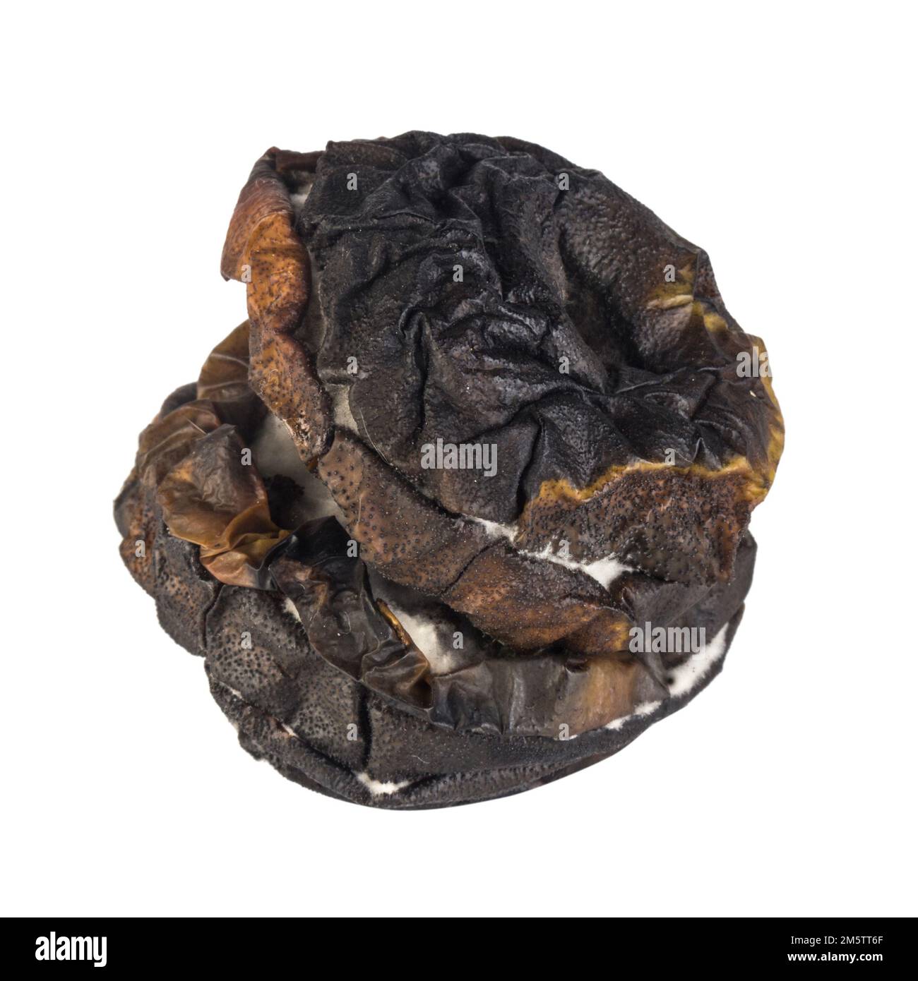 marciume della fetta di mela isolato su sfondo bianco. Foto Stock