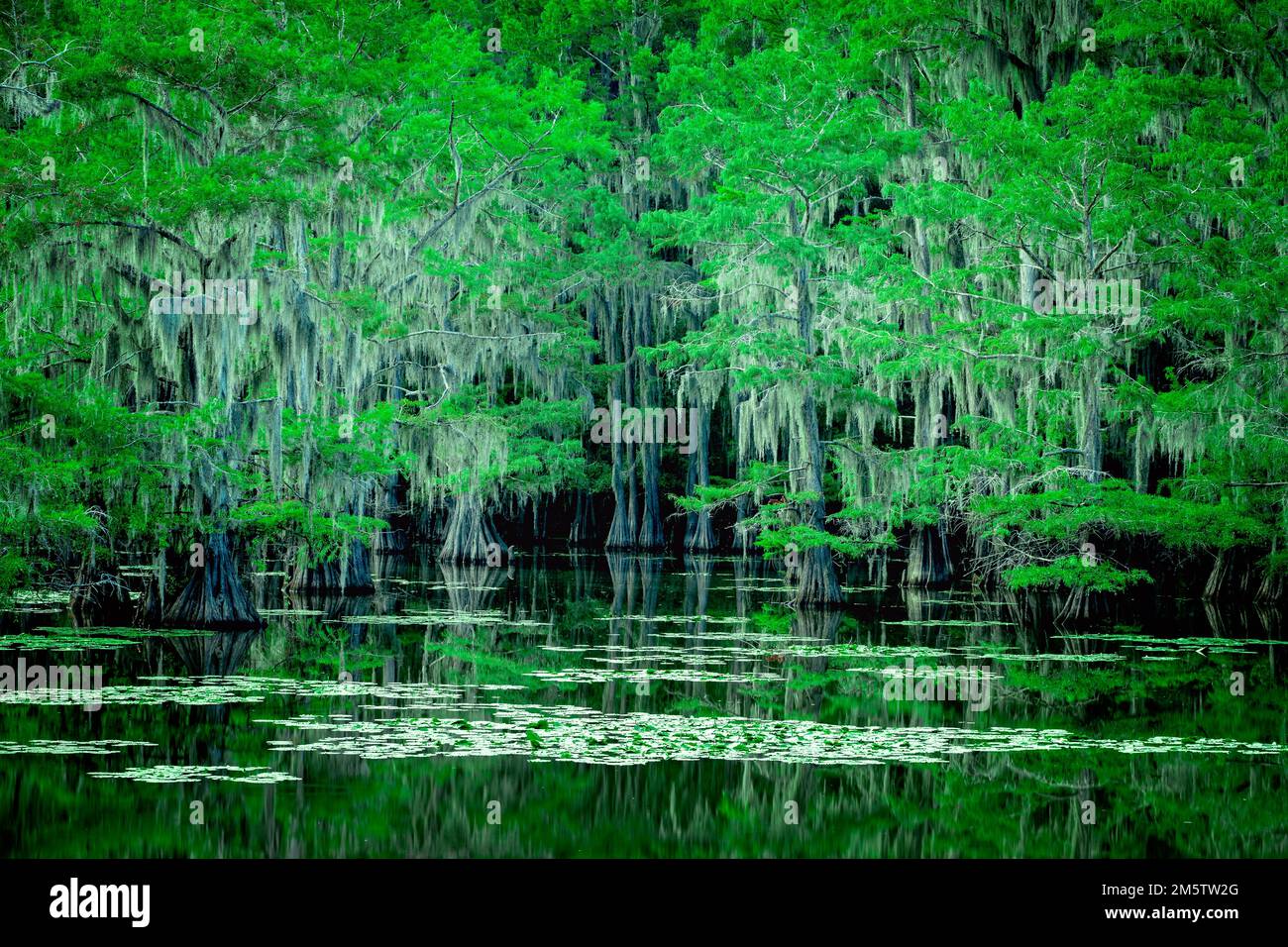 Il paesaggio magico e fiabesco del lago Caddo, Texas Foto Stock