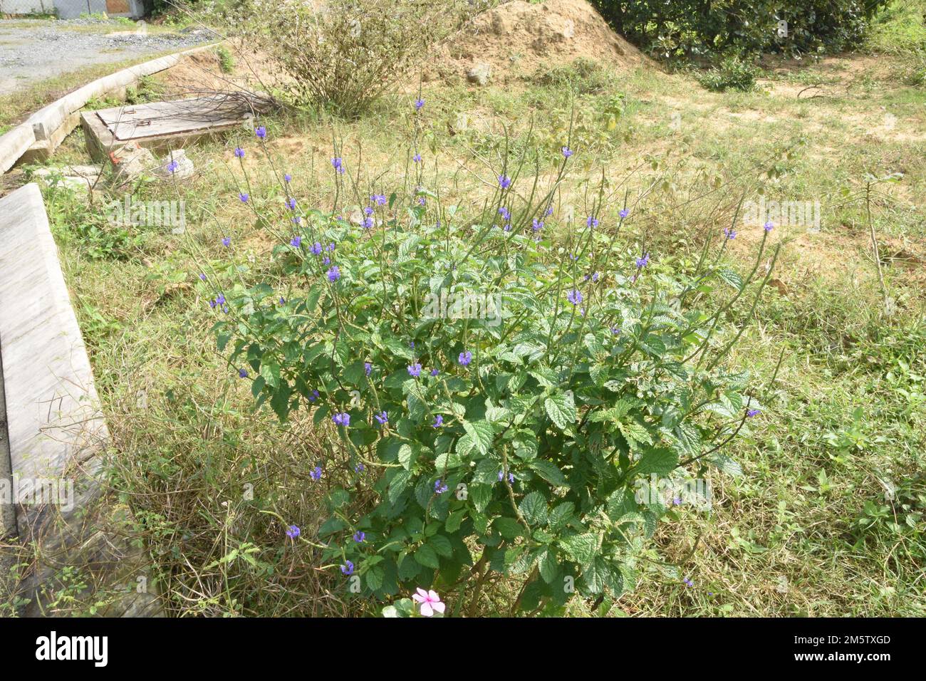 la natura e la nostra vita umana 4 Foto Stock