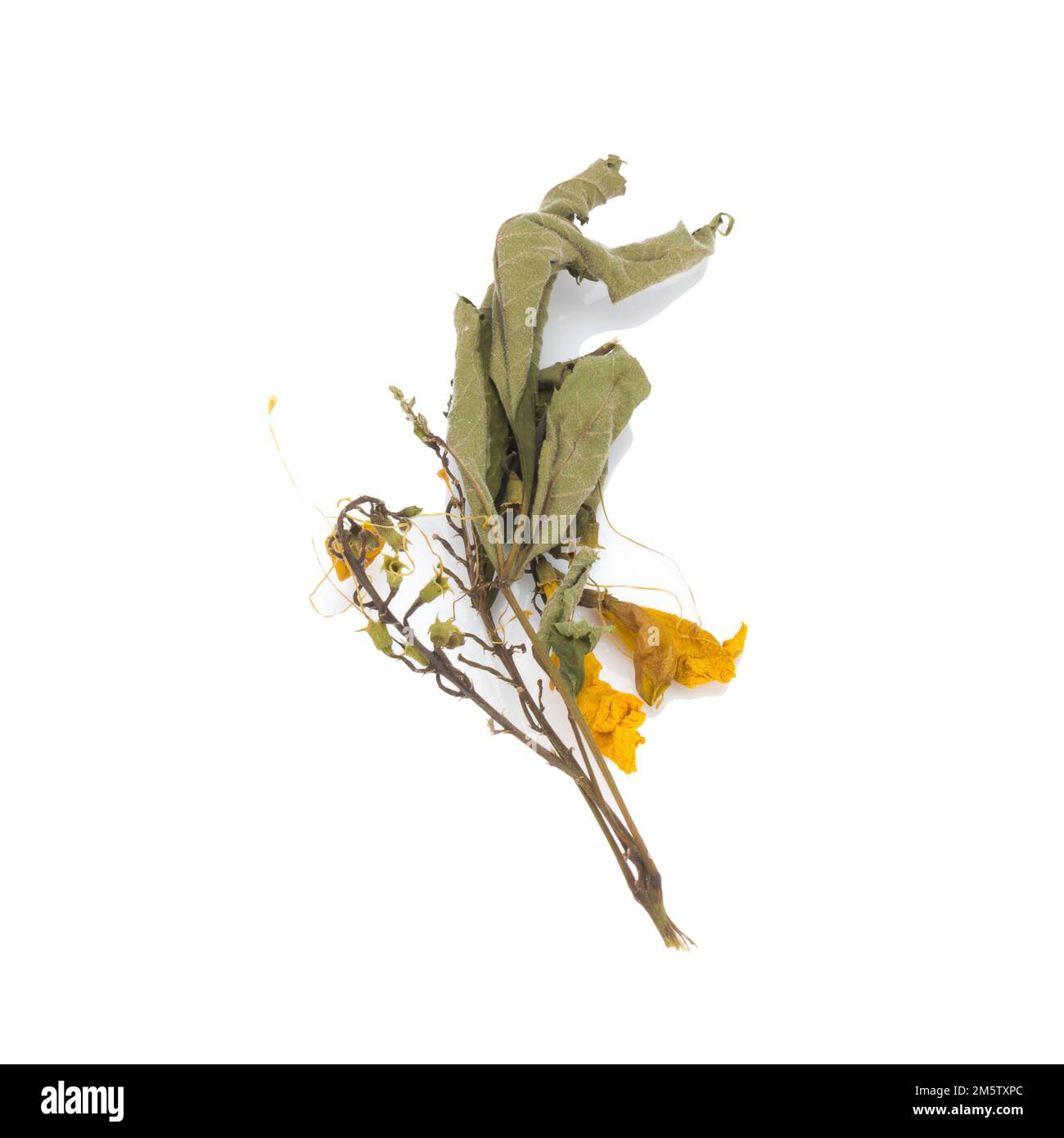 fiore essiccato. foglie. isolato su sfondo bianco Foto Stock