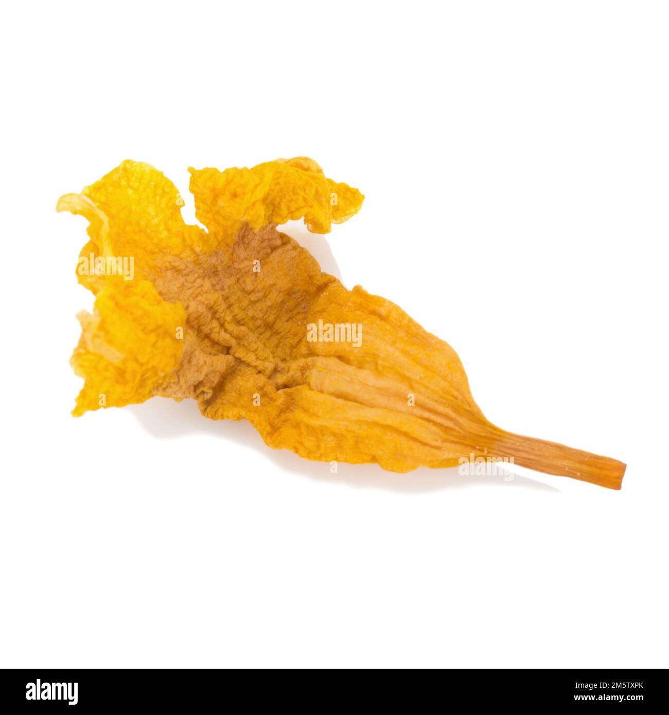 fiore giallo essiccato isolato su sfondo bianco Foto Stock