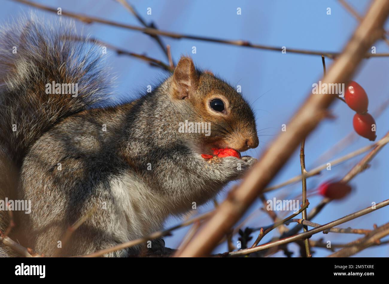 Uno scoiattolo grigio, Sciurus carolinensis, mangiare cane Rosa fianchi, Rosa canina, in una giornata fredda inverni. Foto Stock