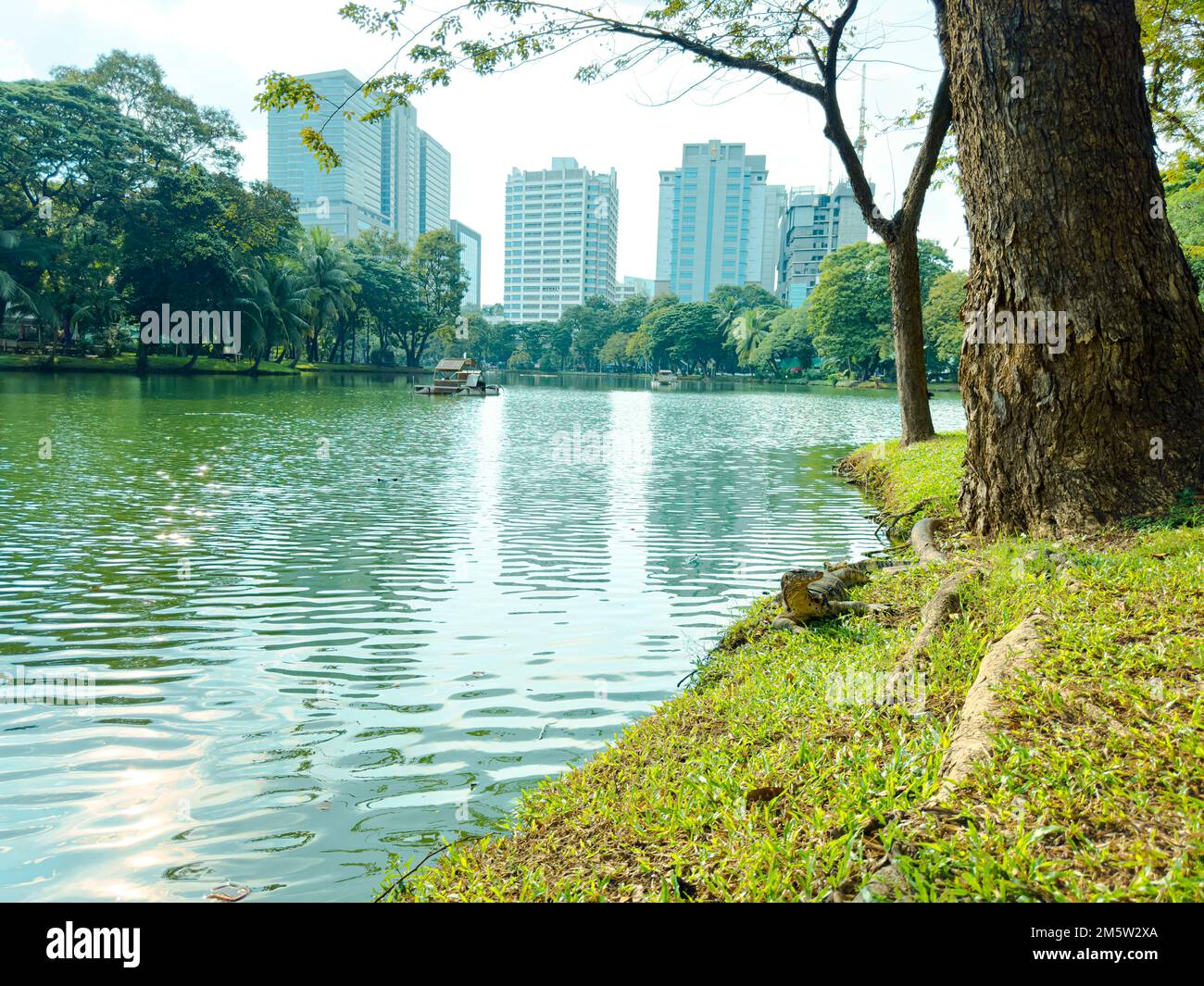 Monitor acquatici all'interno del parco dello spazio abitativo tra gli edifici commerciali del Parco Lumpini, Bangkok, Thailandia Foto Stock