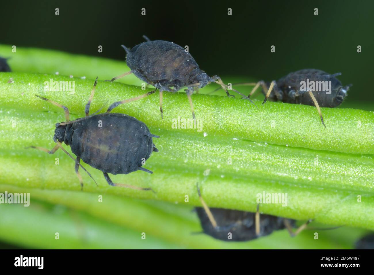 Gruppo di afidi che strisciare circa sul gambo del thistle. Foto Stock