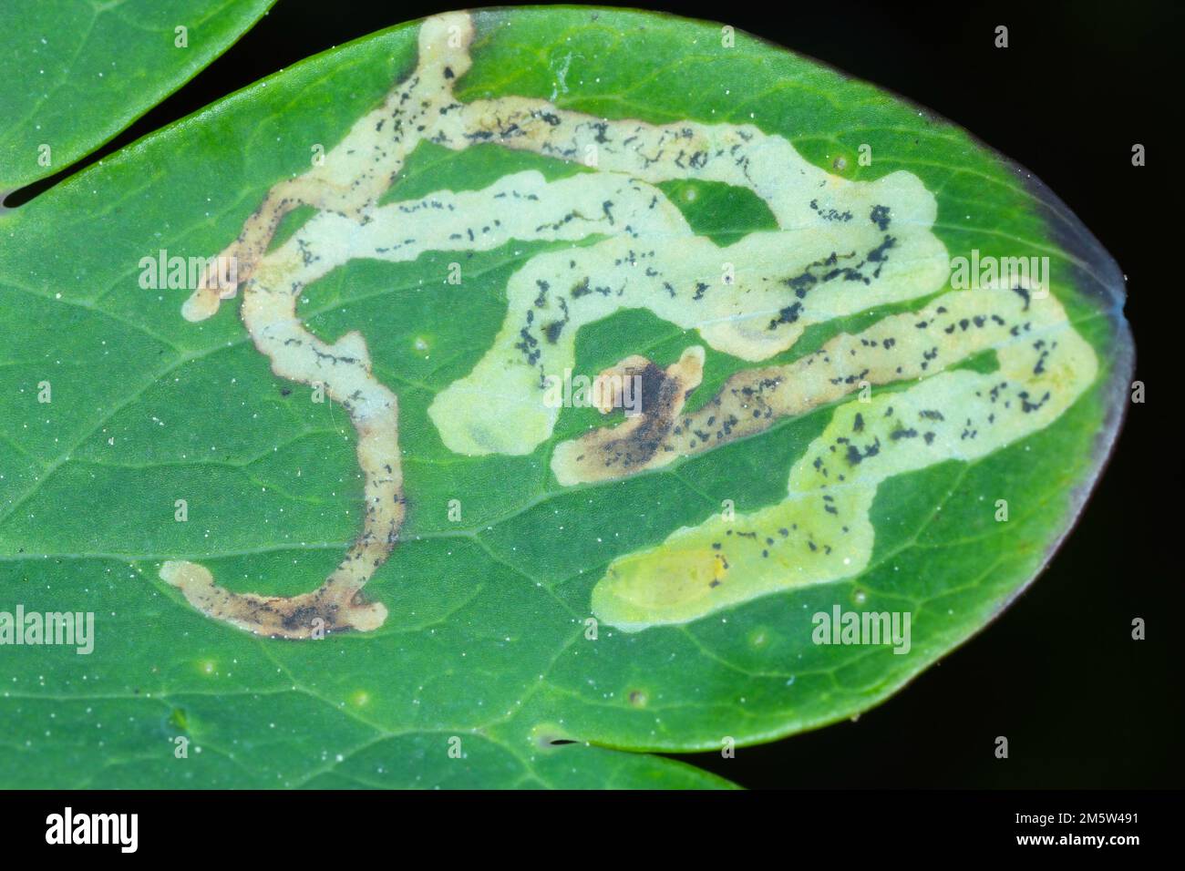 Tunnel mi fece una foglia minatore larva nella foglia di un fiore nel giardino. Foto Stock