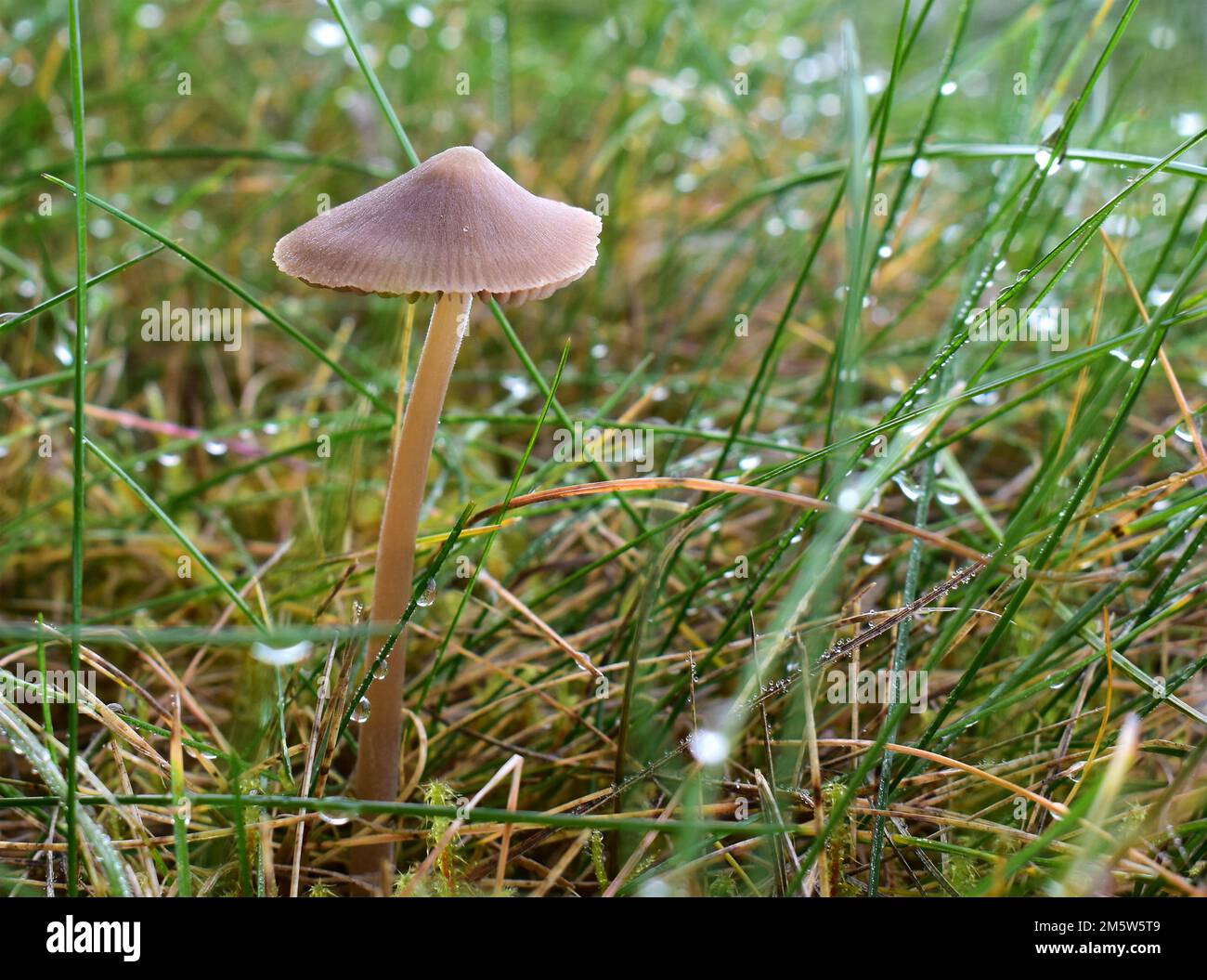 Piccolo fungo che cresce in erba vicino a una foresta, micena olivaceous o caschetto fungo, vista ravvicinata su uno sfondo verde Foto Stock