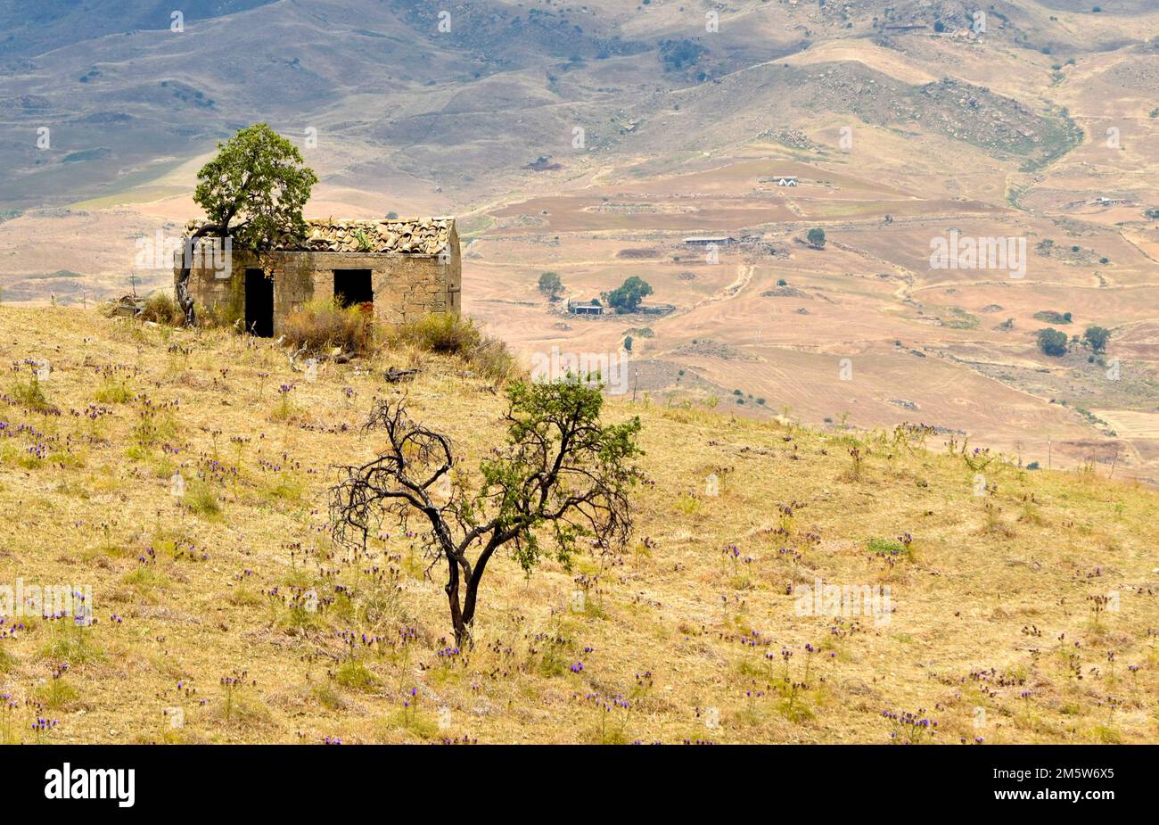 Paesaggio siciliano con antica casa, pascolo con cardi, Sicilia, Italia, Europa Foto Stock