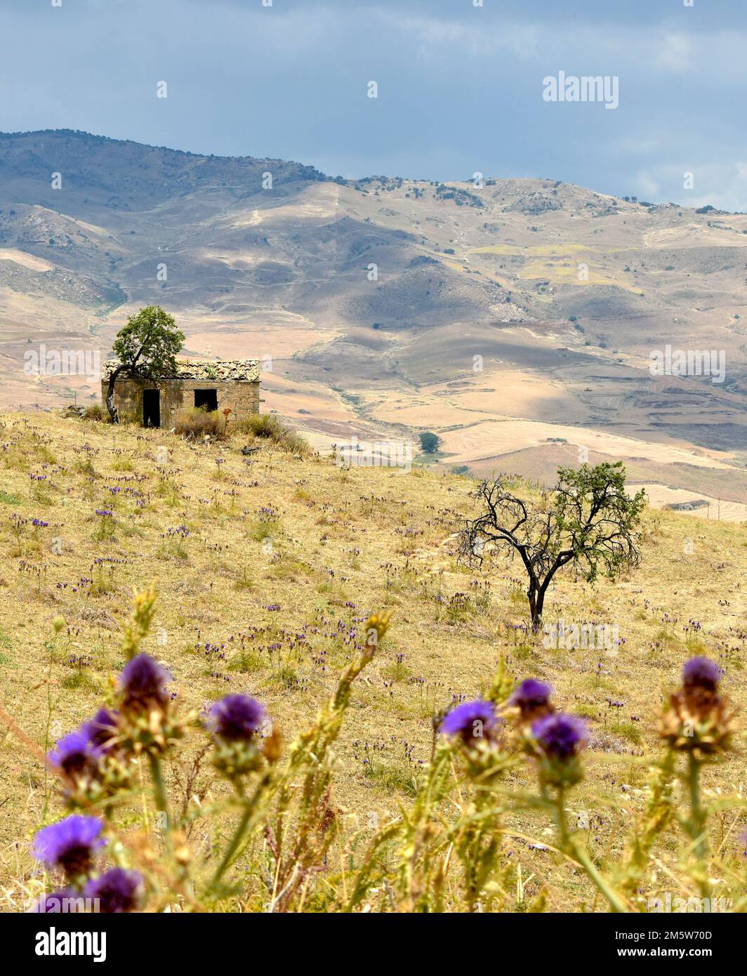 Paesaggio siciliano con antica casa, pascolo con cardi, Sicilia, Italia, Europě Foto Stock