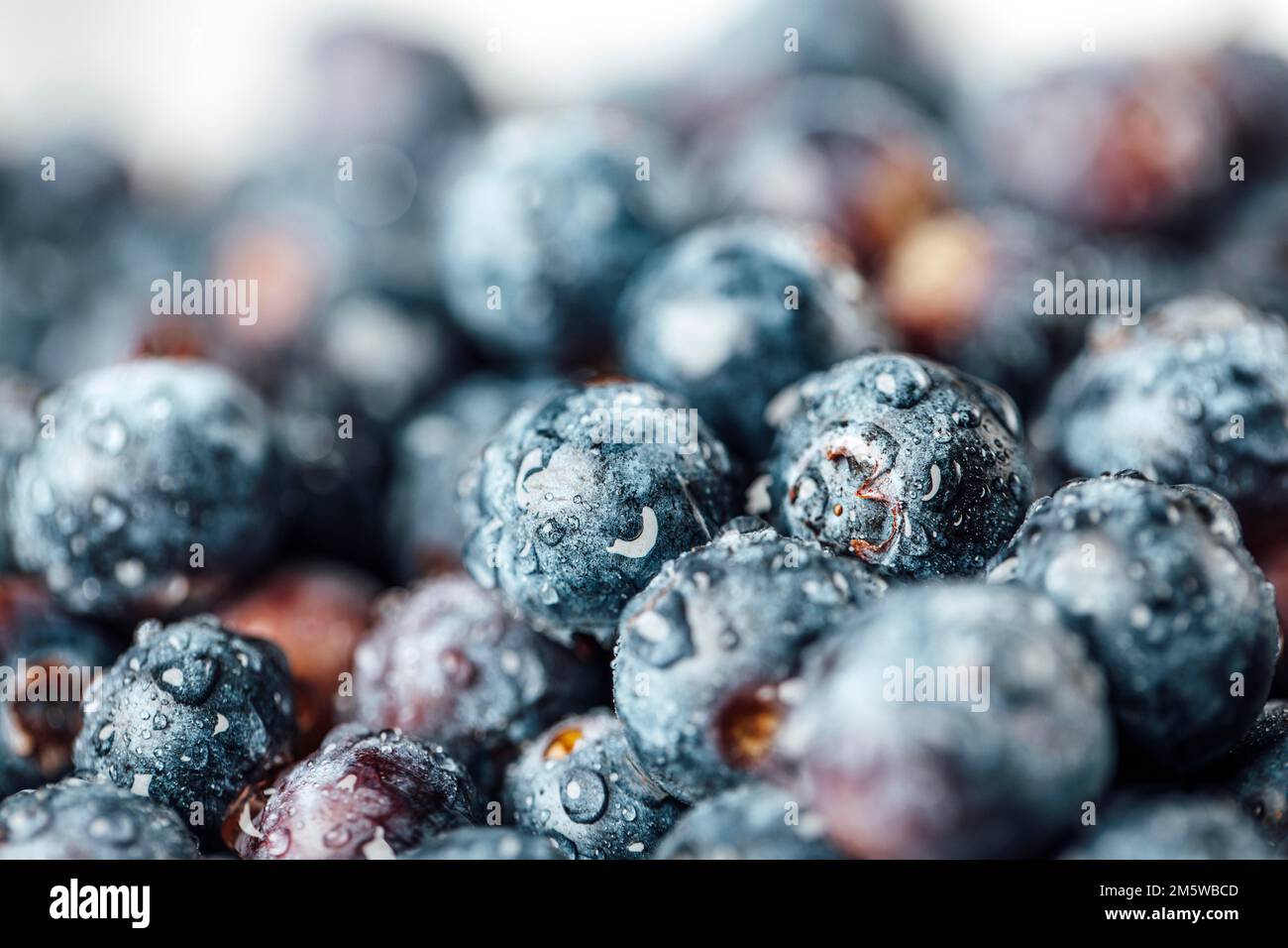 Fotografia alimentare, mirtillo europeo (Vaccinium myrtillus), mirtilli con gocce d'acqua, primo piano Foto Stock
