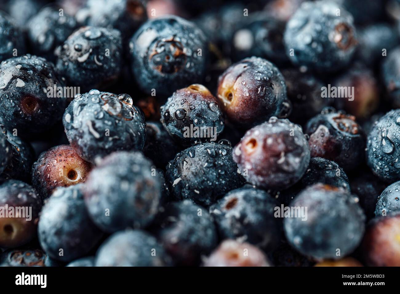 Fotografia alimentare, mirtillo europeo (Vaccinium myrtillus), mirtilli con gocce d'acqua, primo piano Foto Stock