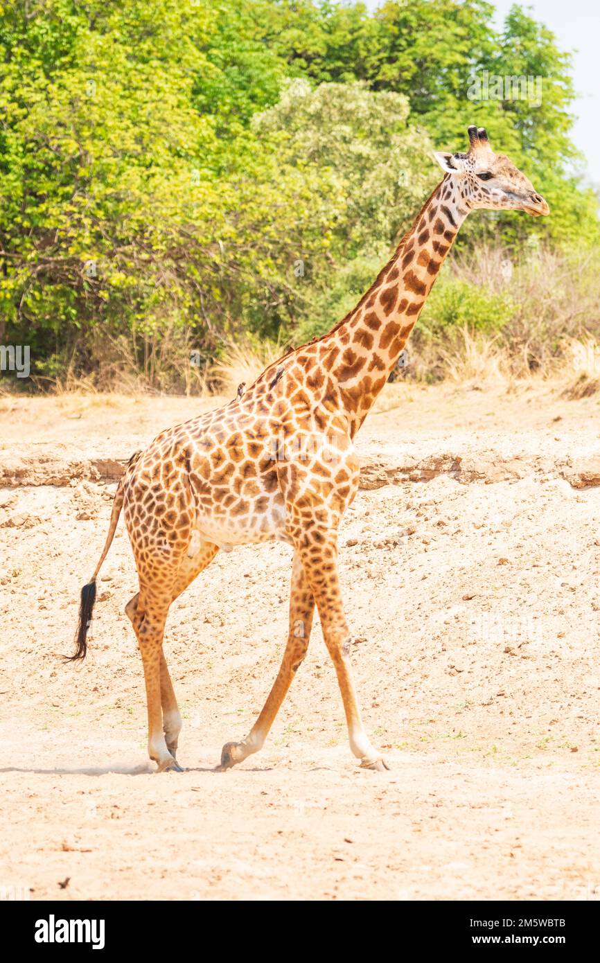 Un ritratto di una giraffa di un picchiata nel sud di luangwa, Zambia Foto Stock