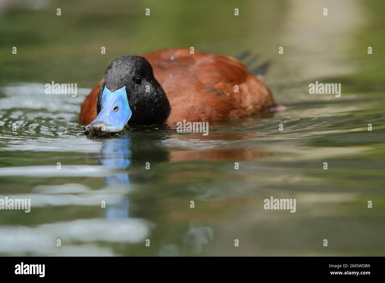 Anatra maschio del lago (Oxyura vittata), nuoto, prigioniero Foto Stock