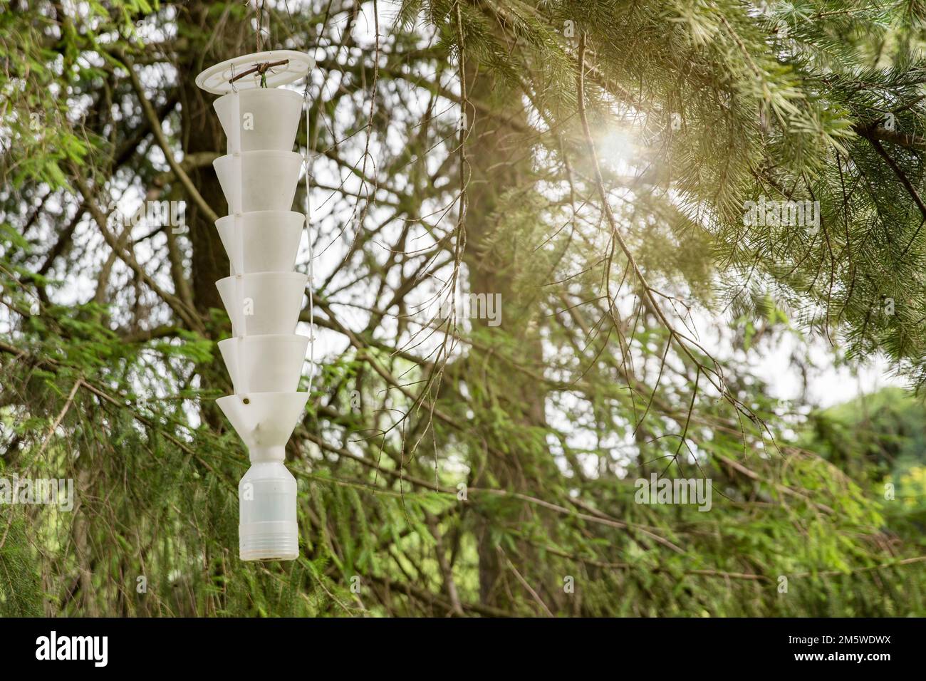 trappola per insetti e coleotteri. Una trappola per pesti e insetti pende su un albero nel giardino. Cattura di un coleottero di corteccia con una trappola feromonica Foto Stock