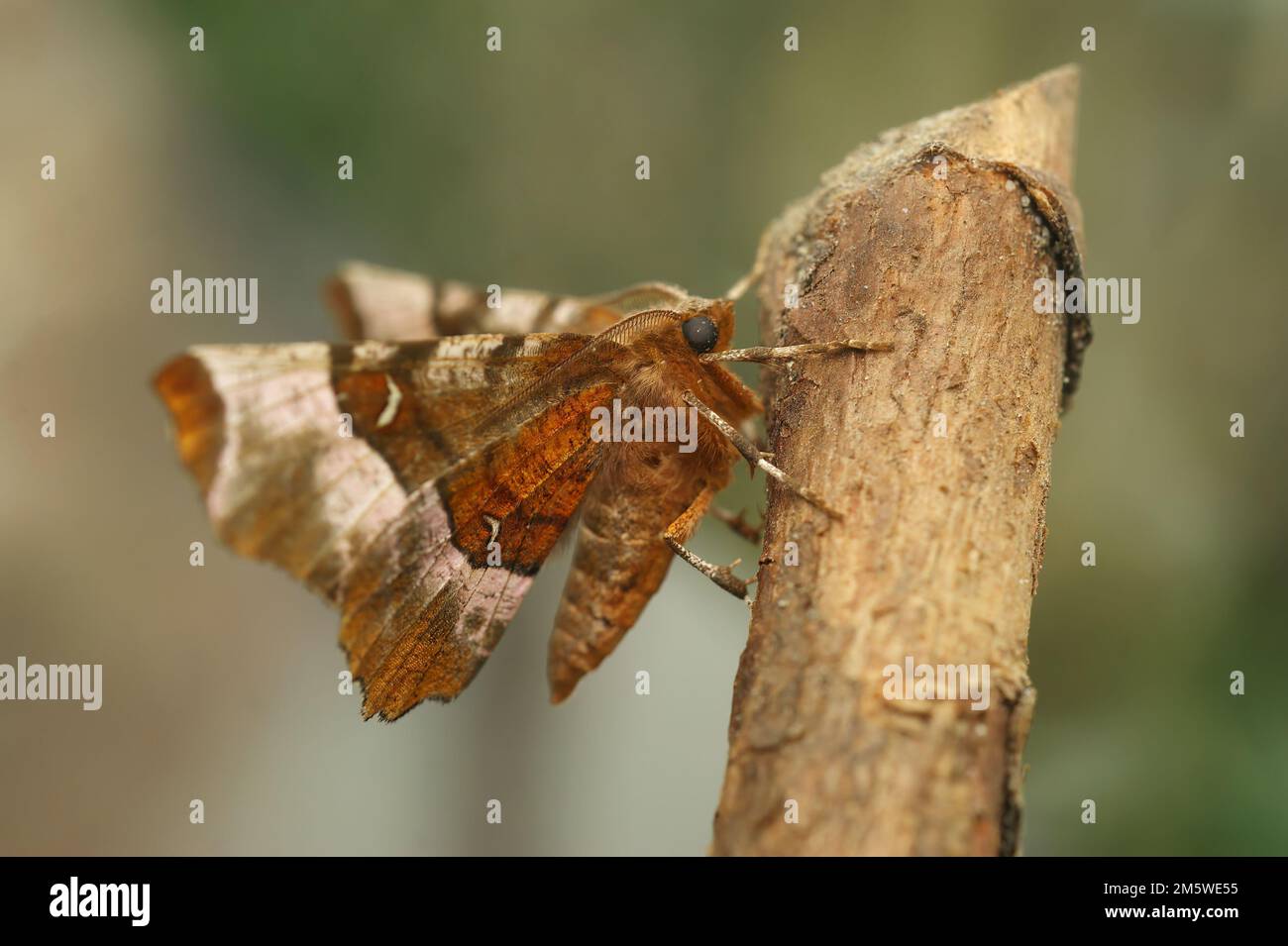 Particolare primo piano sulla falda geometrica della spina viola, Selenia tetralunaria, seduta su legno con ali aperte Foto Stock