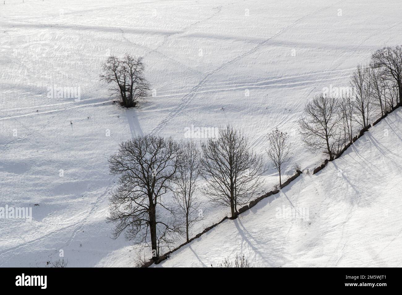 Natura invernale: Terreno innevato con alberi in fila e un grande albero. Stagione fredda. Foto Stock