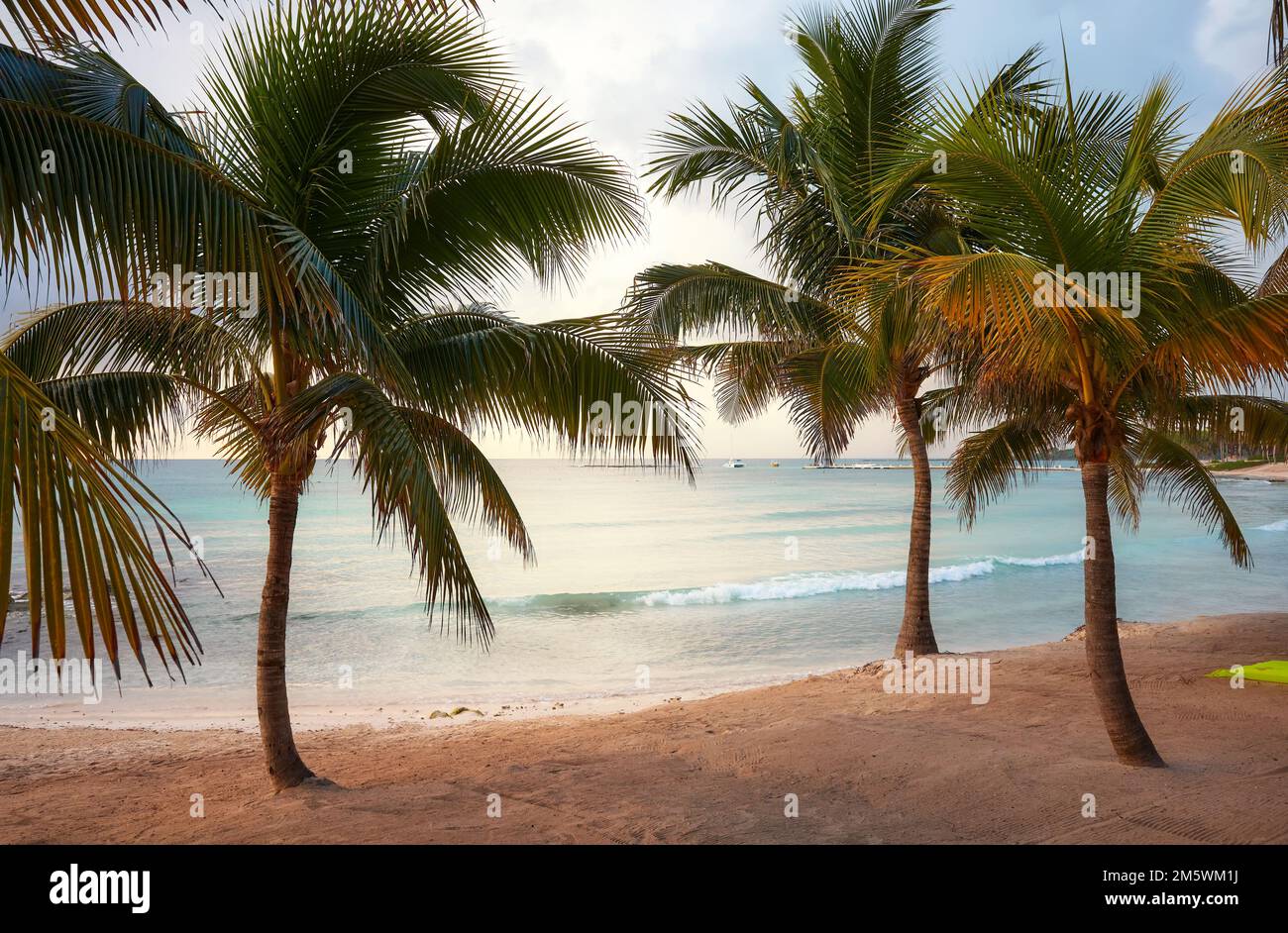 Messico costa caraibica spiaggia tropicale con palme da cocco. Foto Stock