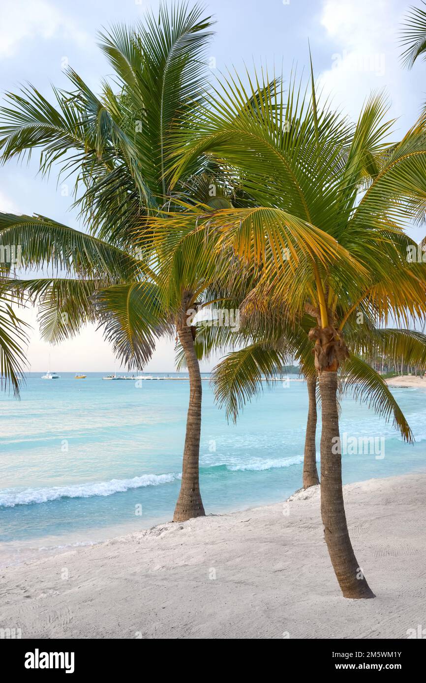 Palme da cocco su una spiaggia caraibica. Foto Stock