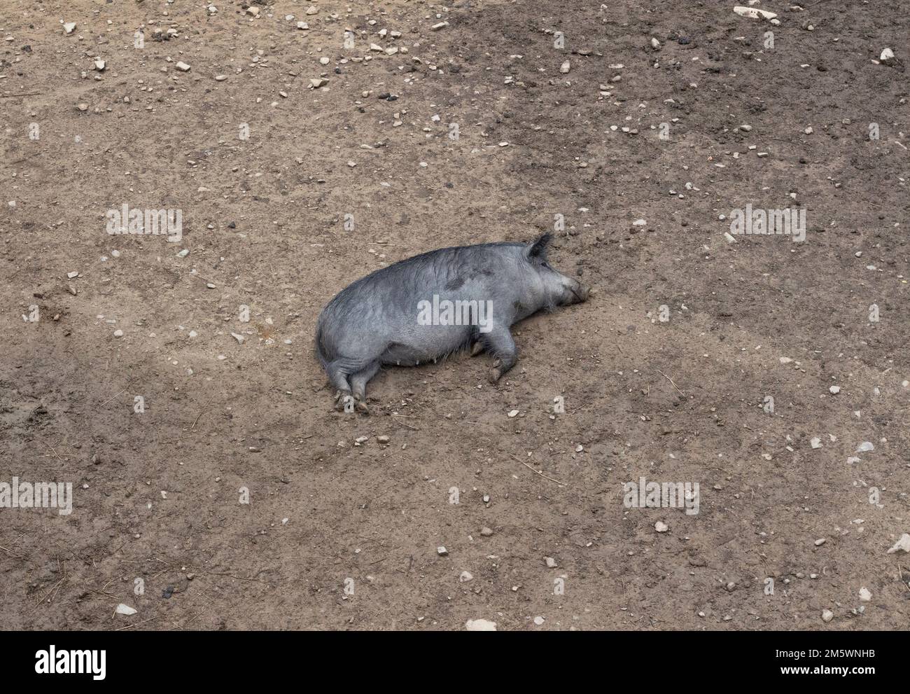 Cinghiale pigro dorme nel fango. Maiale sporco. Mammifero animale della foresta. Fauna selvatica, fauna e zoo. Vista dall'alto della foto Foto Stock