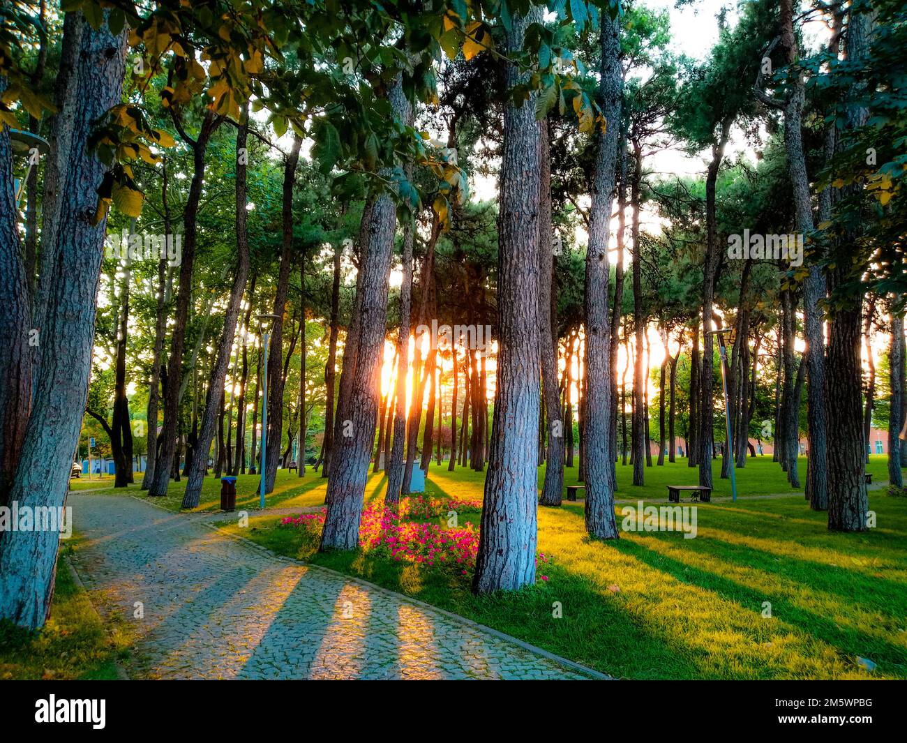 riflesso del sole e vista sulla natura in vecchi alberi verdi Foto Stock