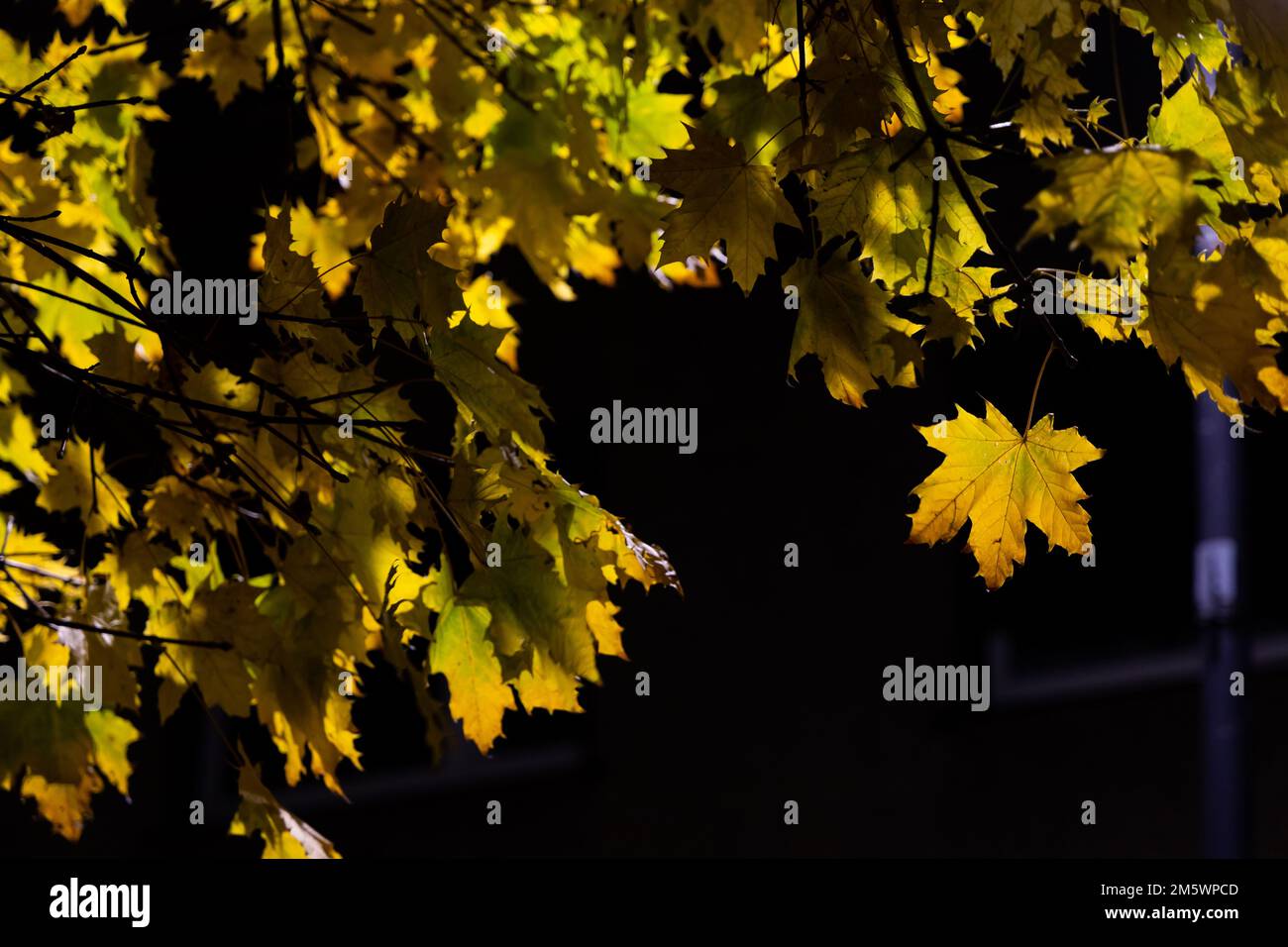 Coloratissime foglie di acero d'autunno illuminate da una lampada da strada di notte. La bellezza delle passeggiate notturne autunnali Foto Stock