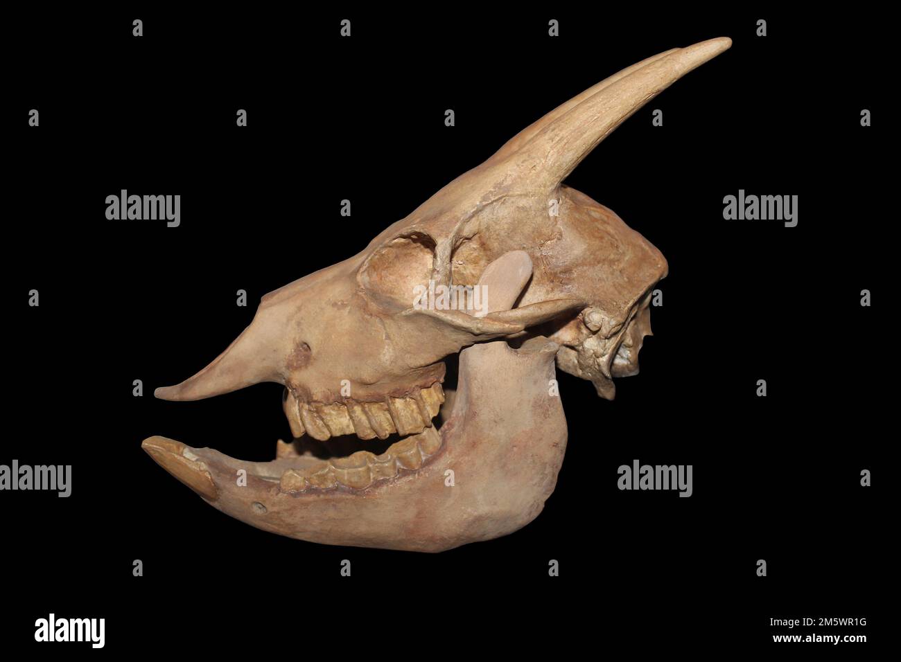 Cranio di Myotragus balearicus Foto Stock