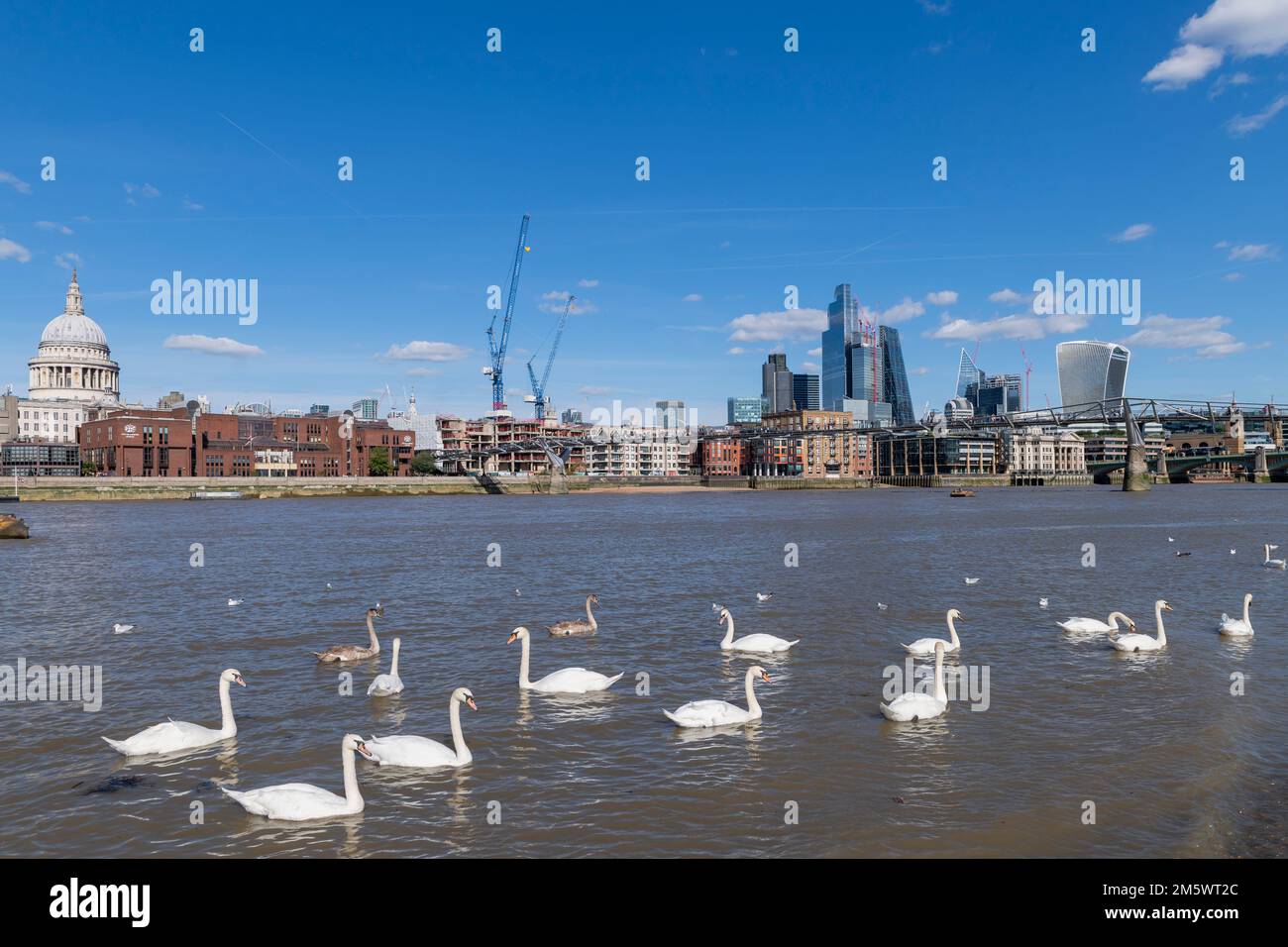 Un gregge di cigni muti sul fiume Tamigi da Bankside Beach con il ponte Millennium e i blocchi torre della City of London sullo sfondo. Bankside Foto Stock