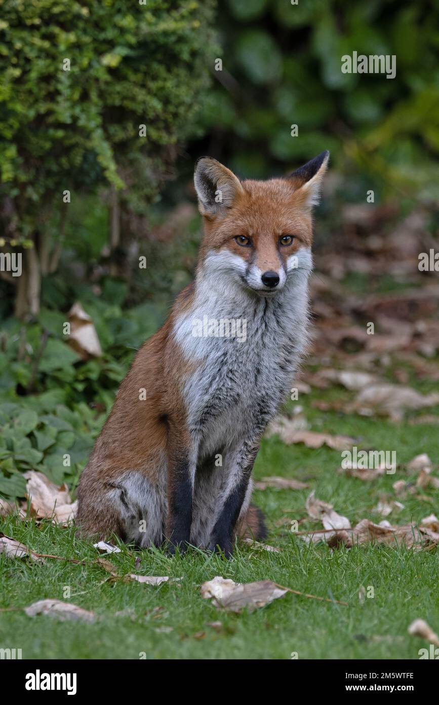 Fox (Vulpes vulpes) seduta Reigate Surrey UK GB Dicembre 2022 Foto Stock