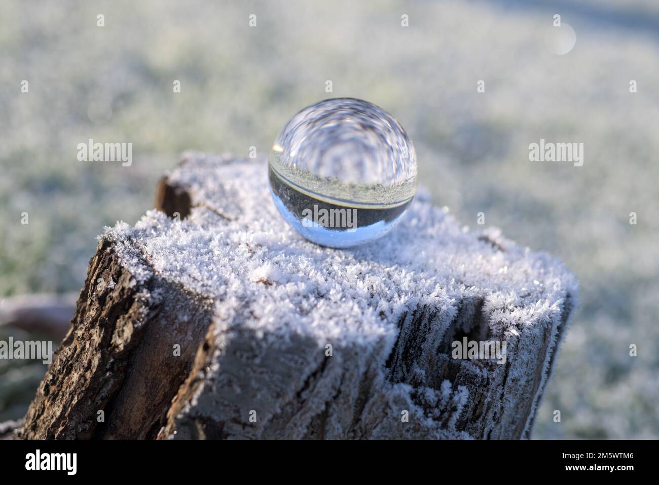 Una palla di cristallo seduta su un ceppo innevato di un ciliegio caduto, che riflette il paesaggio circostante, in alto, in basso, tempo, freddo, neve, ghiaccio Foto Stock