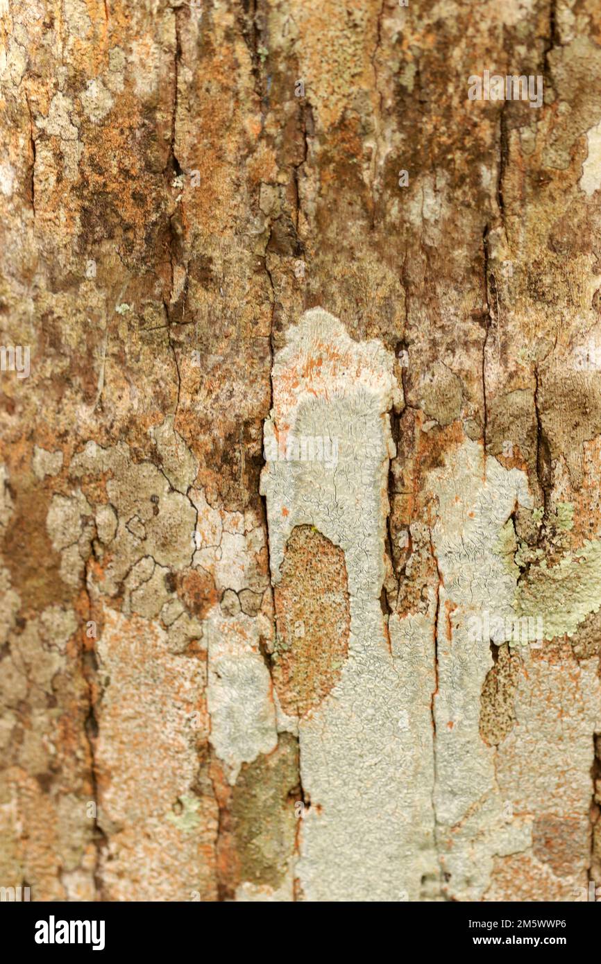 La tela della natura, incisa di storie e di tempo Foto Stock