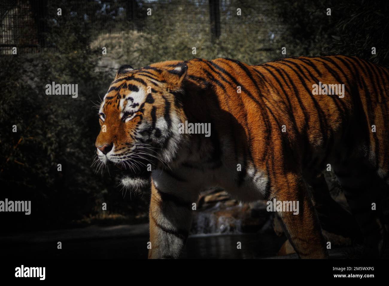 Un primo piano di una tigre di Amur che cammina nel buio in una foresta Foto Stock