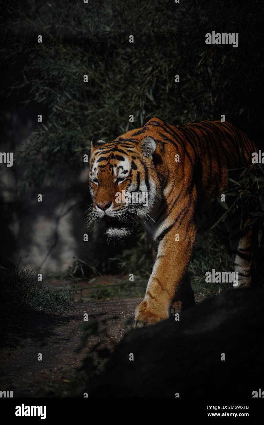 Un colpo verticale di una tigre di Amur che cammina nel buio in una foresta Foto Stock