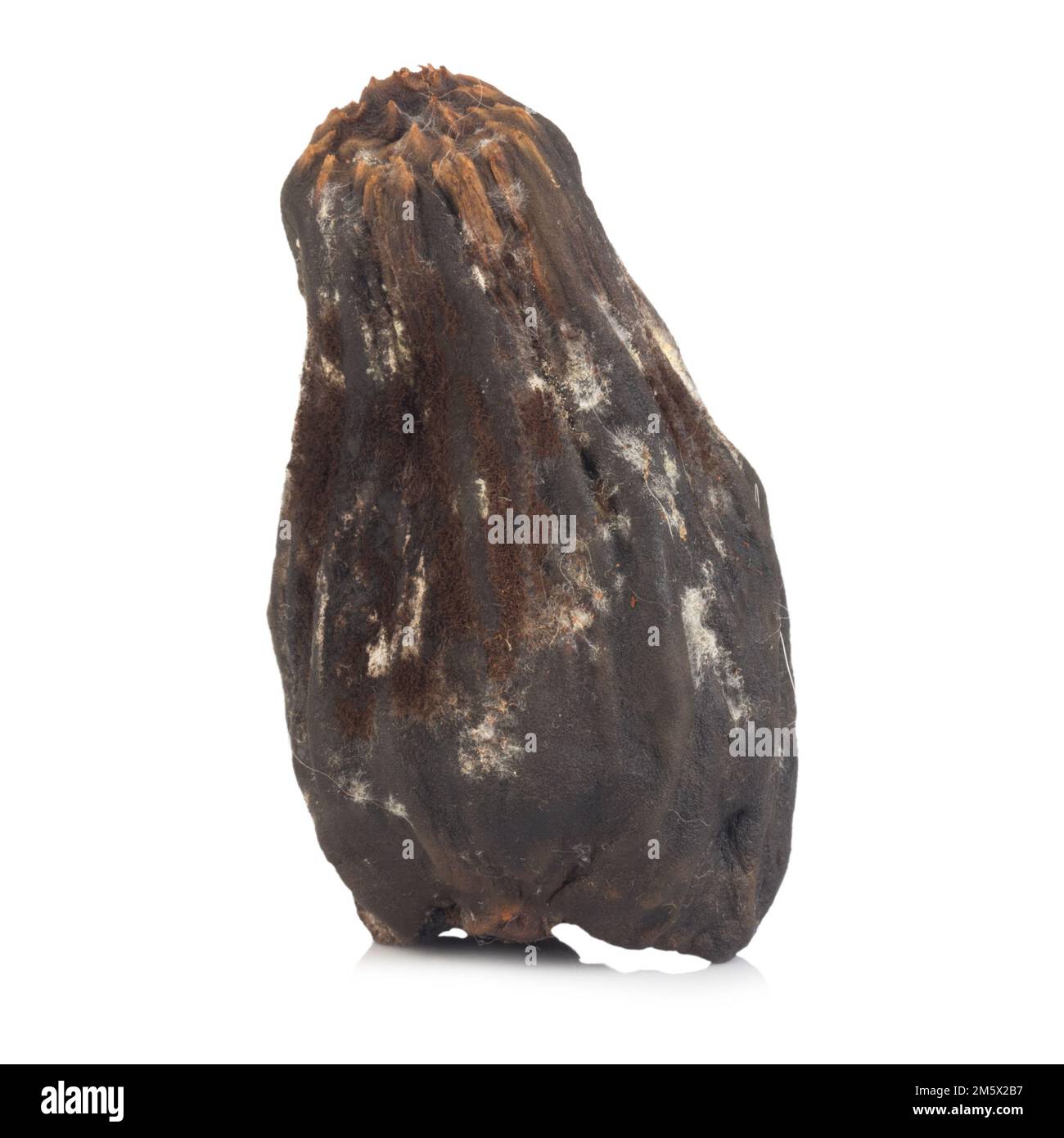 avocado secco isolato su sfondo bianco. Foto Stock