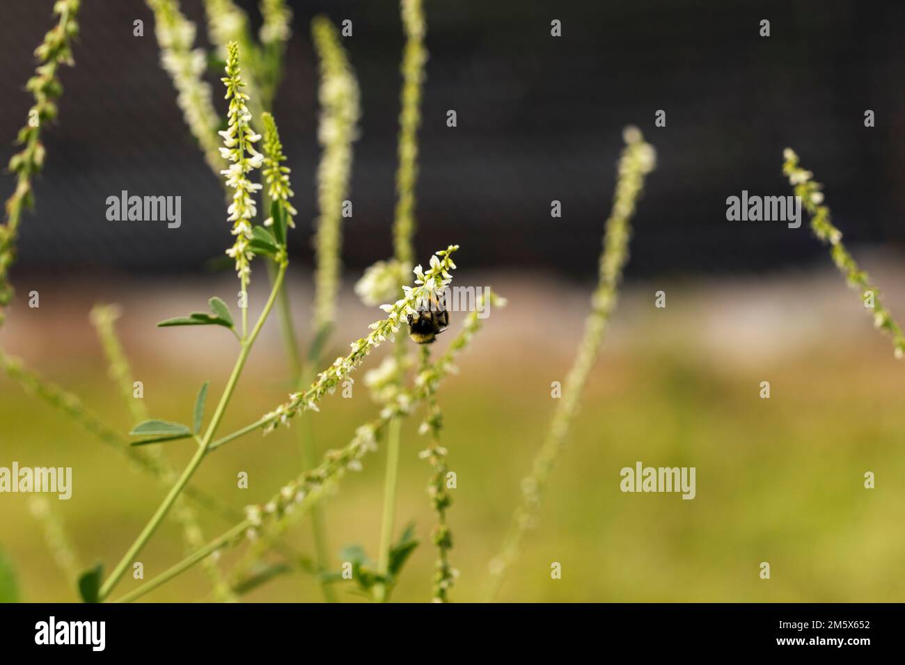Un primo piano di un bumblebee appeso capovolto da un gambo bianco della pianta del dolcificante Foto Stock