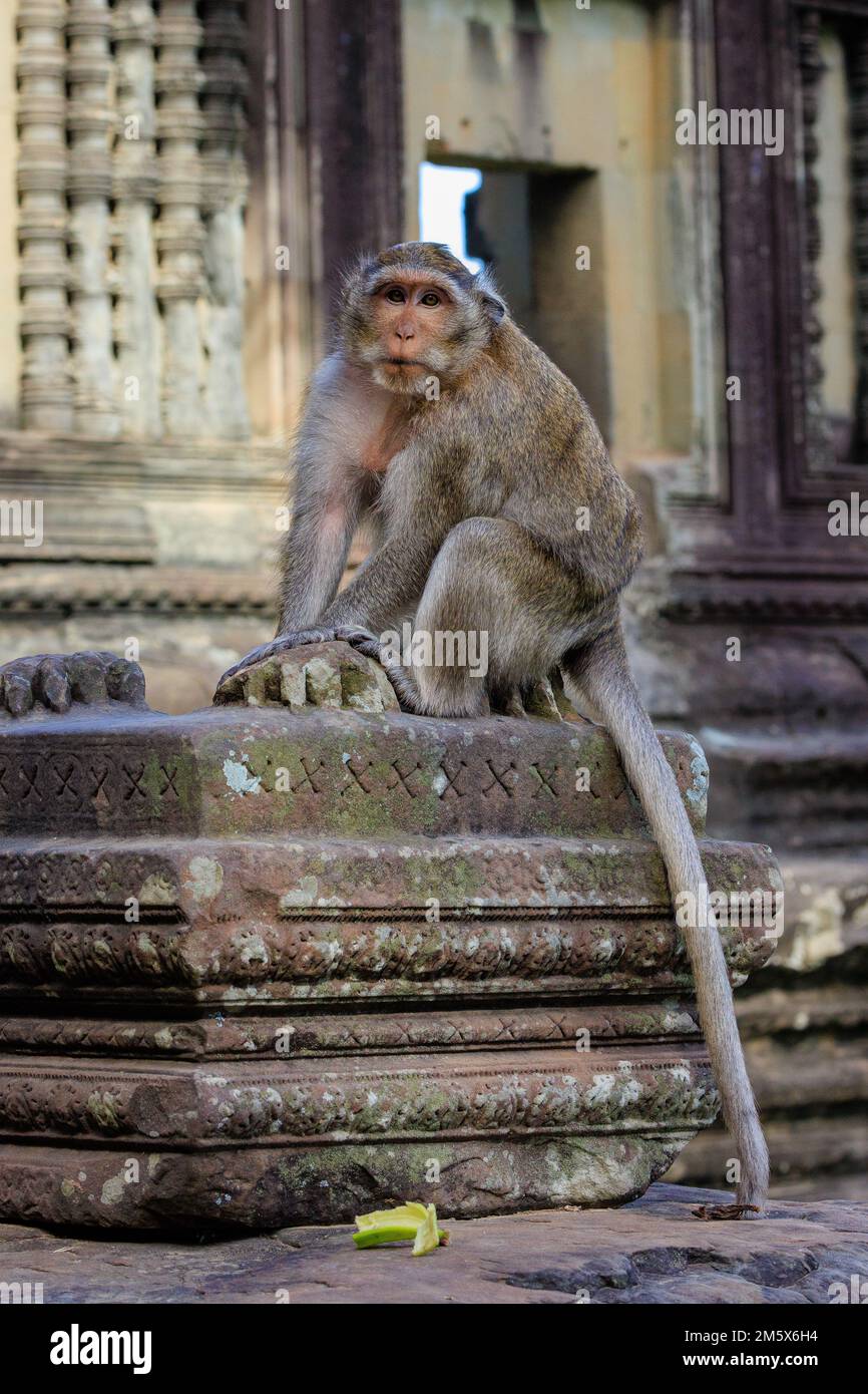 scimmia macaco con coda lunga accovacciata su una colonna di pietra grigia scolpita al tempio di angkor wat che riposa è zampe sui piedi di pietra di una statua rotta Foto Stock