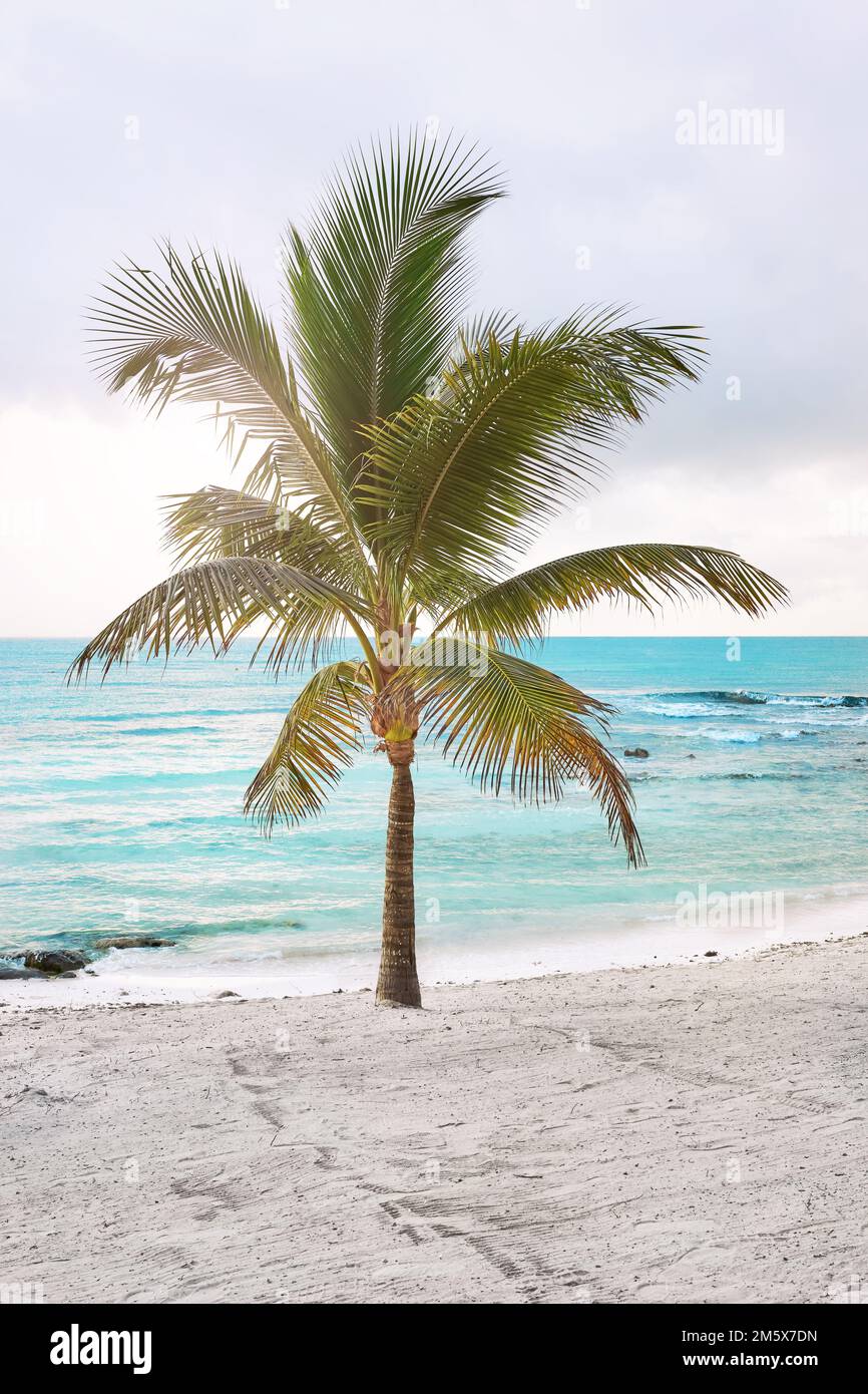 Albero di palma di cocco solitario su una spiaggia tropicale. Foto Stock