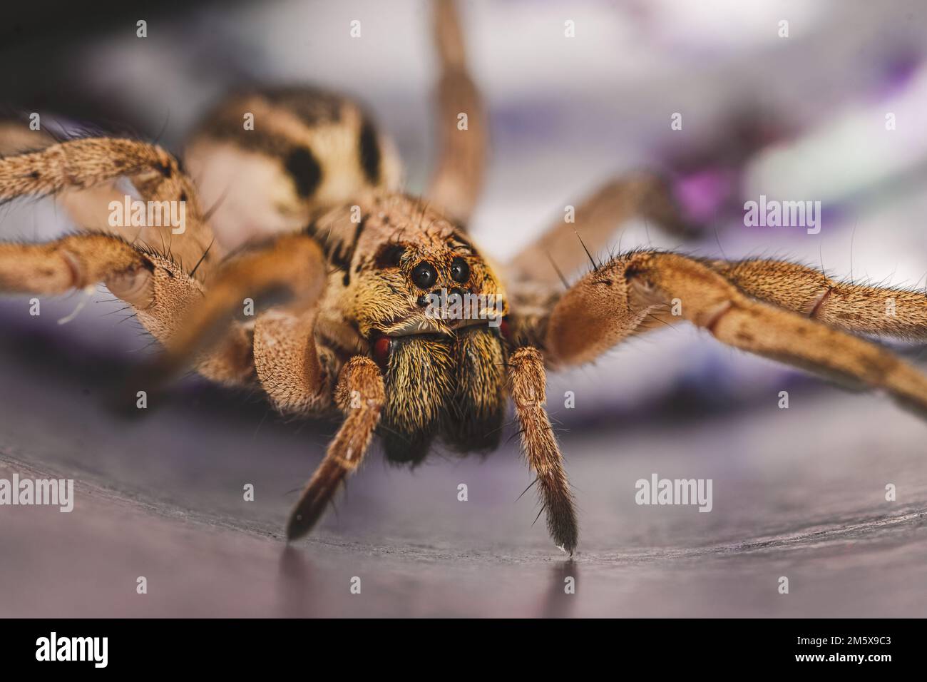 Un primo piano di uno spaventoso ragno di lupo Hogna radiata con molte gambe Foto Stock