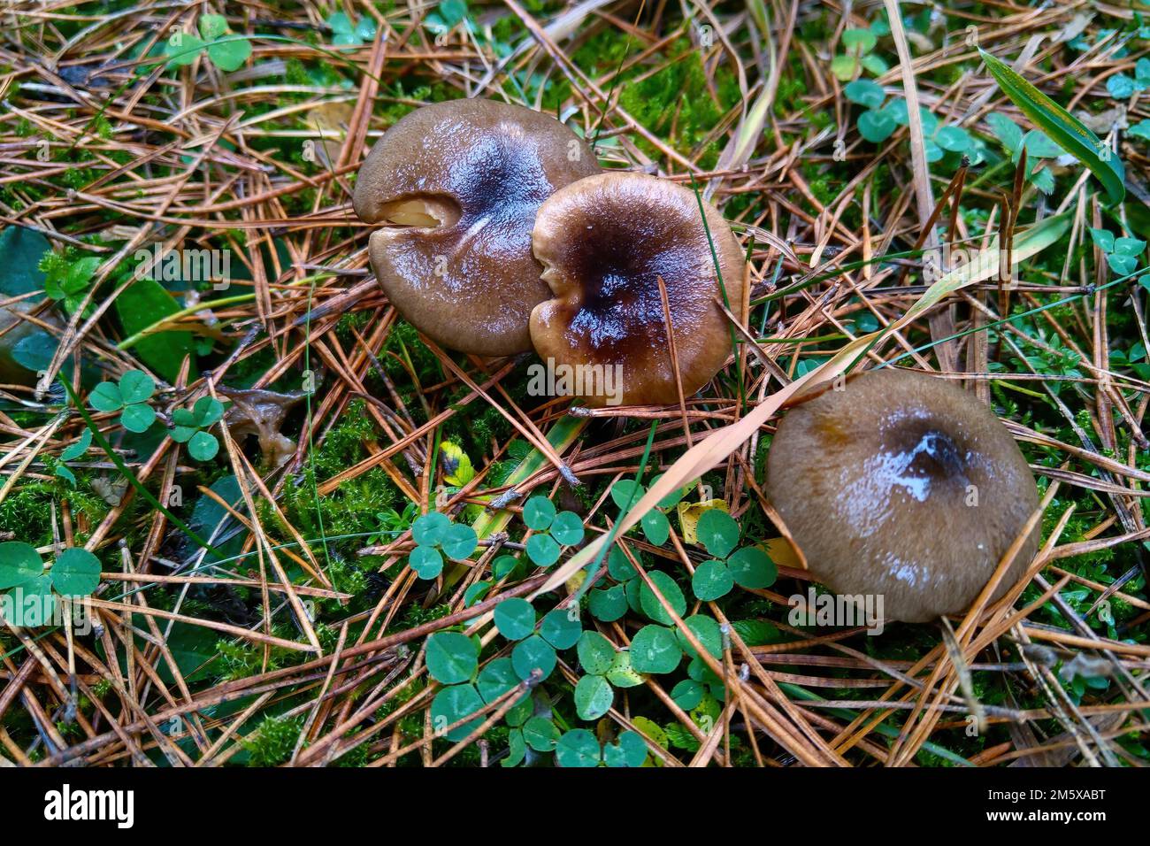 Vista sui funghi umidi della foresta dopo la pioggia Foto Stock