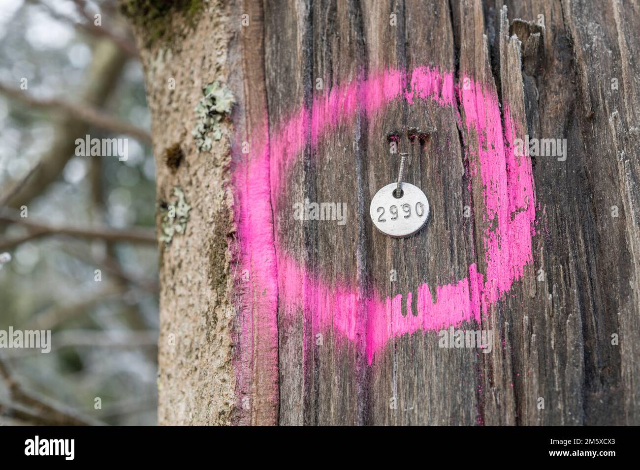 Numerato albero di metallo di selvicoltura tag su tronco di albero & assicurato da un chiodo di clout. Non so quale metallo, o se tag è per un'indagine sulle specie (vedere le note). Foto Stock