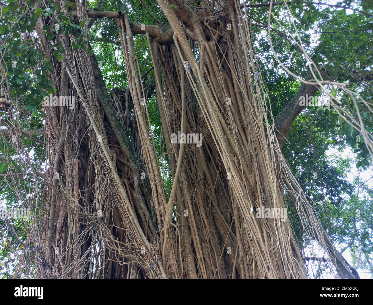 ombreggiato vecchio banyan albero nella piazza della città Foto Stock