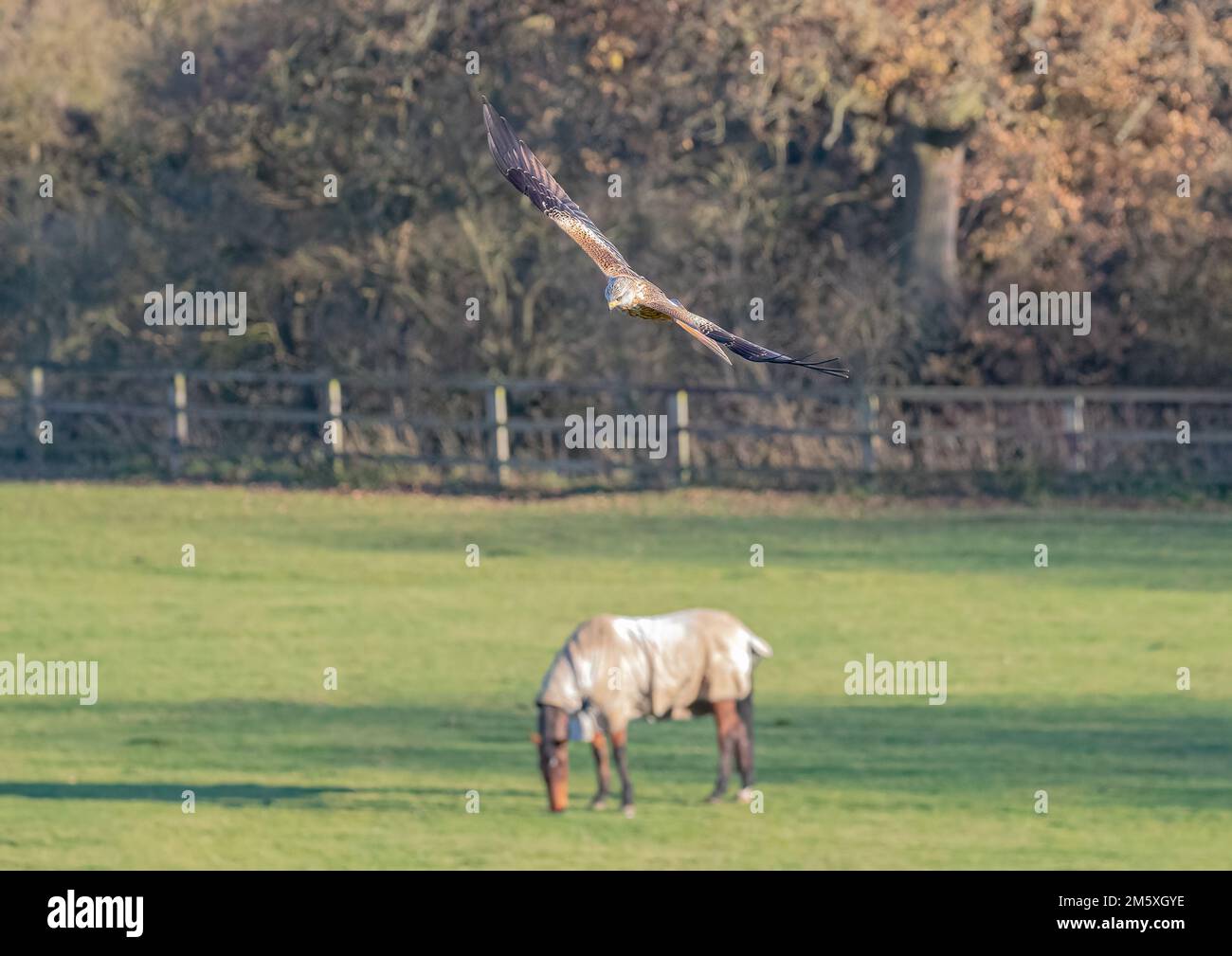 Un colpo unico di un aquilone rosso (Milvus milvus) che sorvola un cavallo, pascolo tranquillamente nel prato . Troppo grande troppo mangiare . Suffolk, Regno Unito Foto Stock