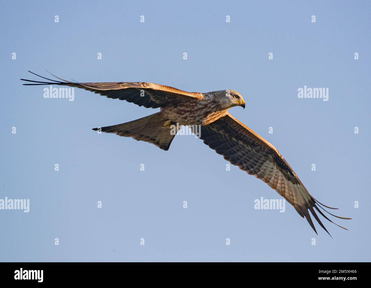 Primo piano di un coloratissimo Kite Rosso (Milvus milvus) in volo in un cielo azzurro . Riportato dall'orlo dell'estinzione nel Regno Unito . Suffolk Foto Stock